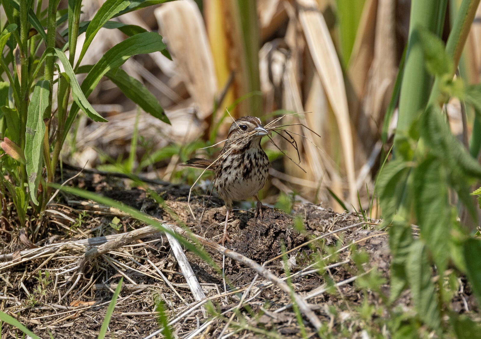Song Sparrow with twigs in beak.