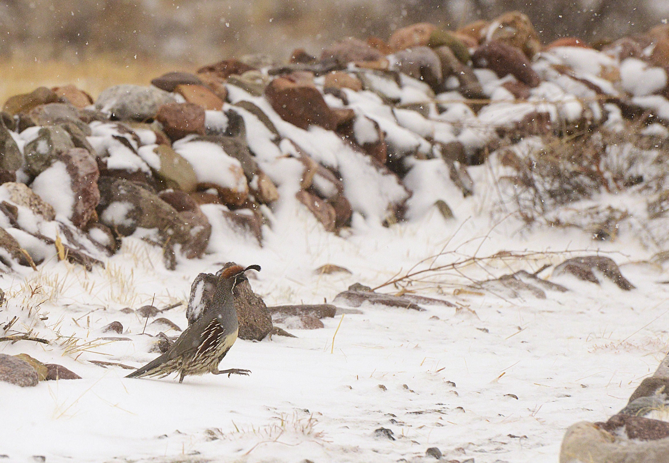 Gambel's Quail in Snow
