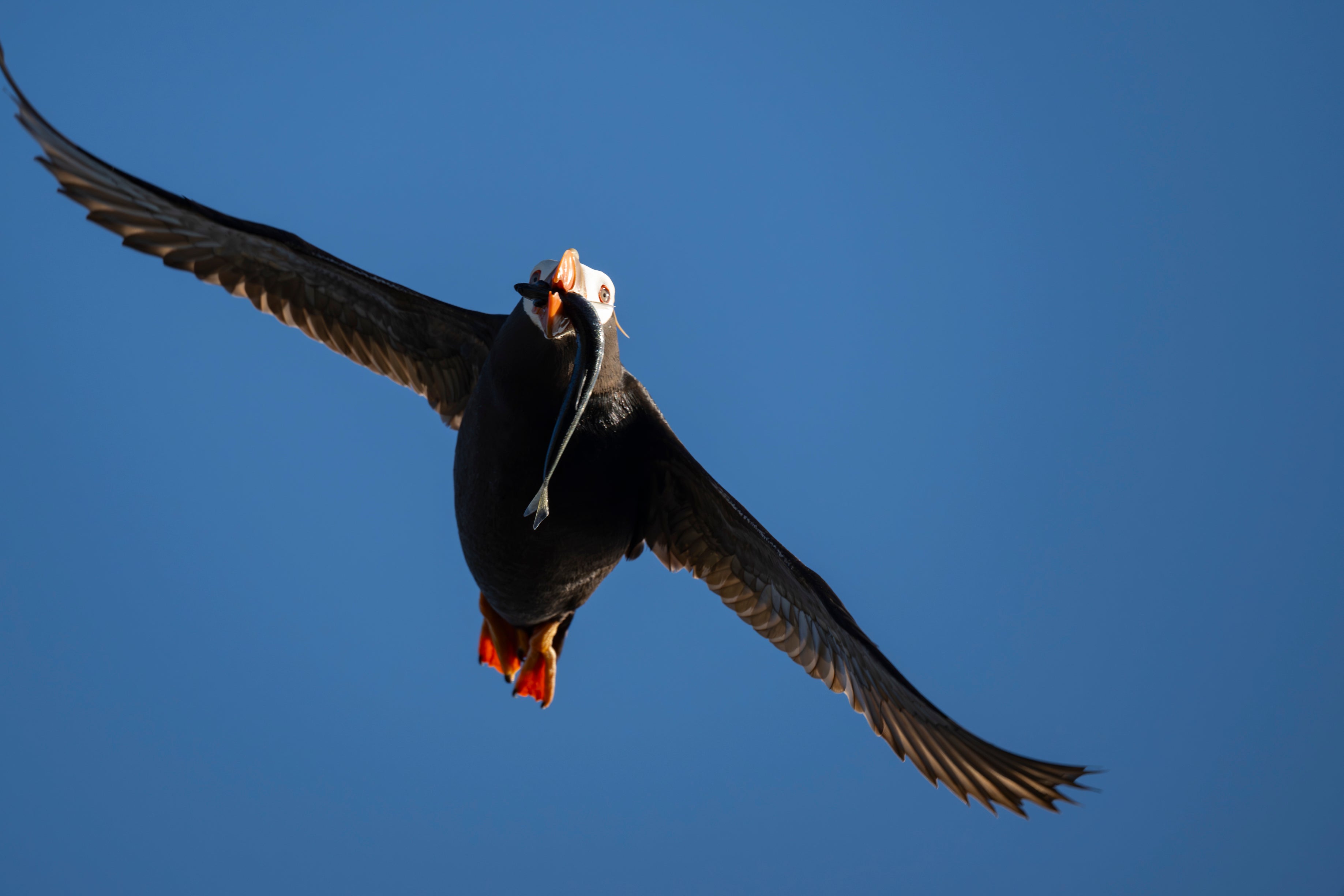 A Tufted Puffin soars overhead with a big fish in its beak.