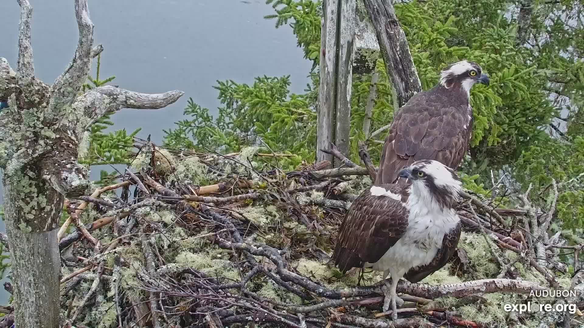 Two birds sitting on a nest.