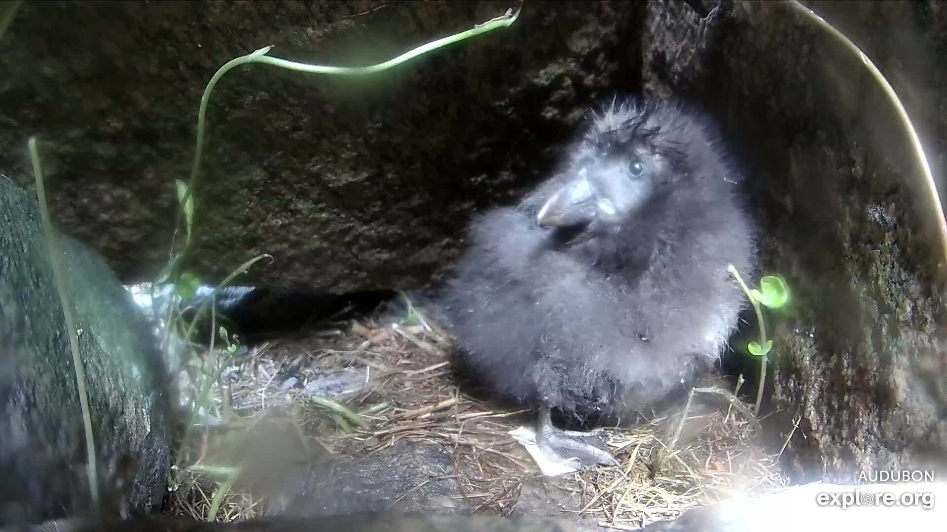 A baby bird in a burrow.