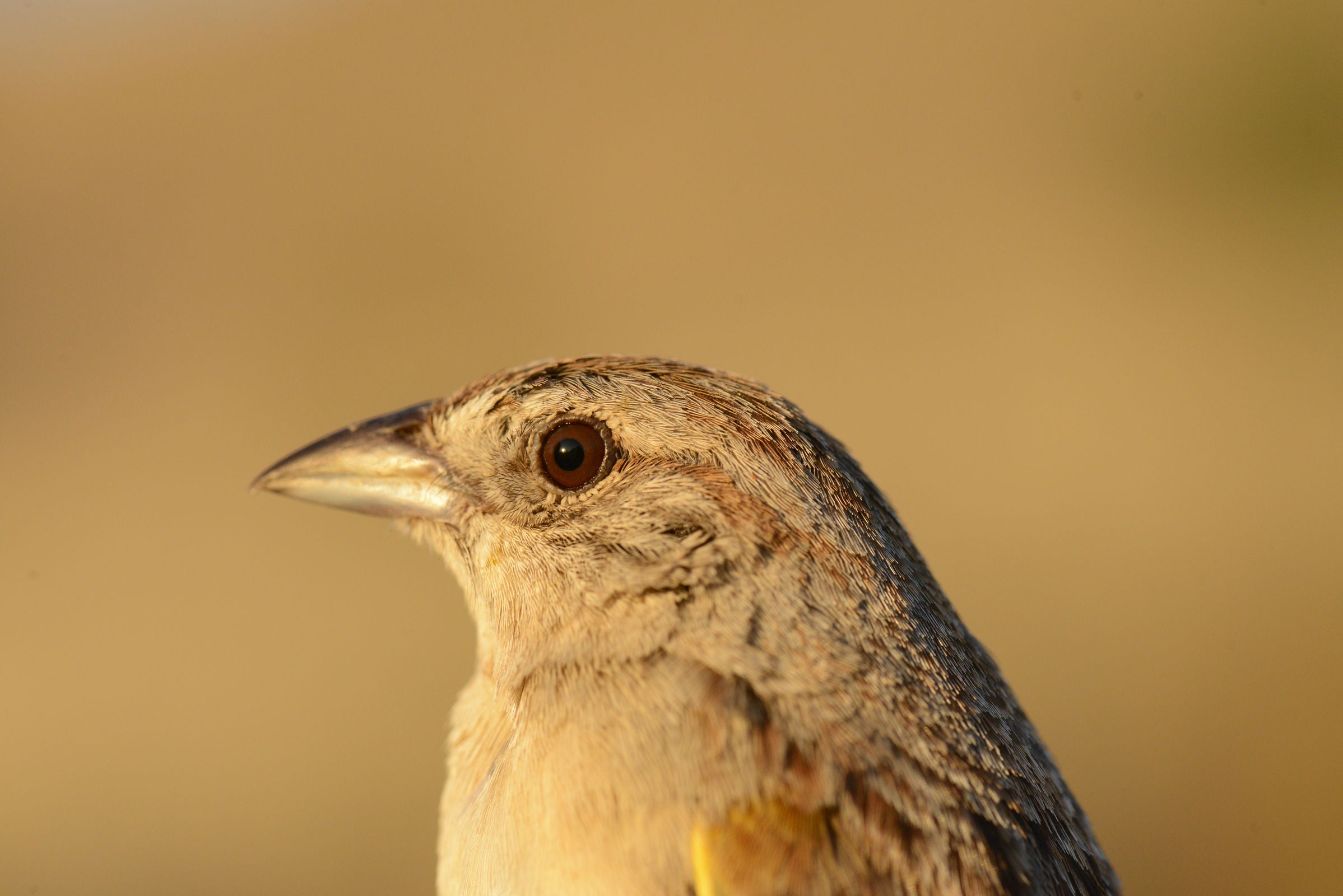 Botteri's Sparrow