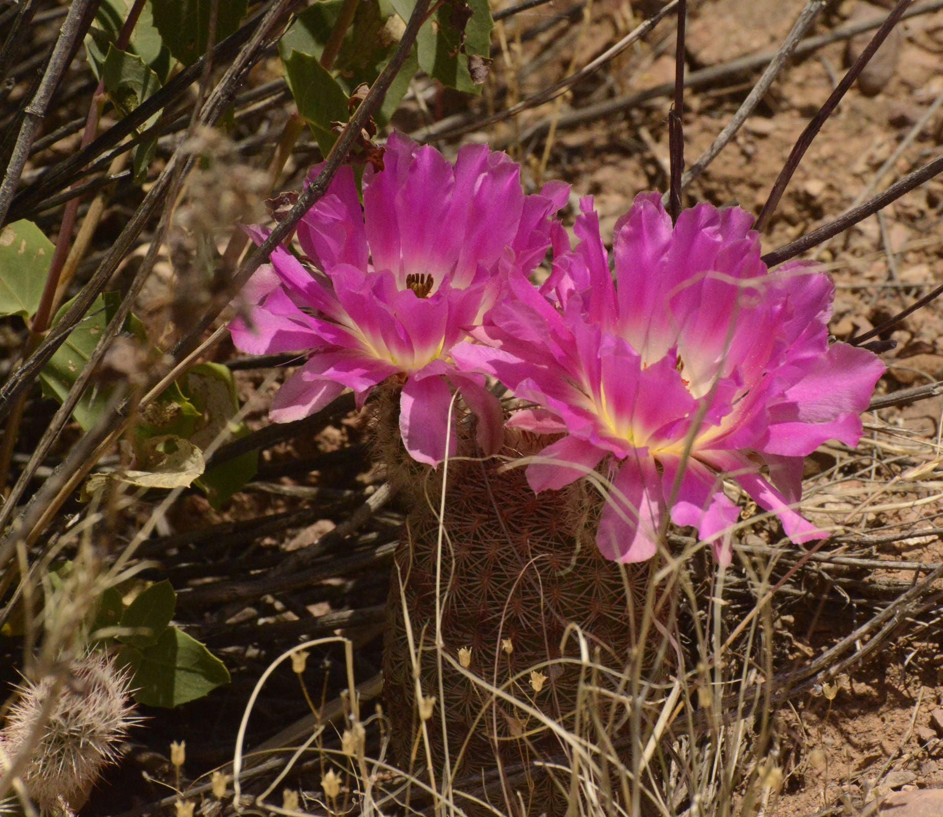 arizona rainbow cactus