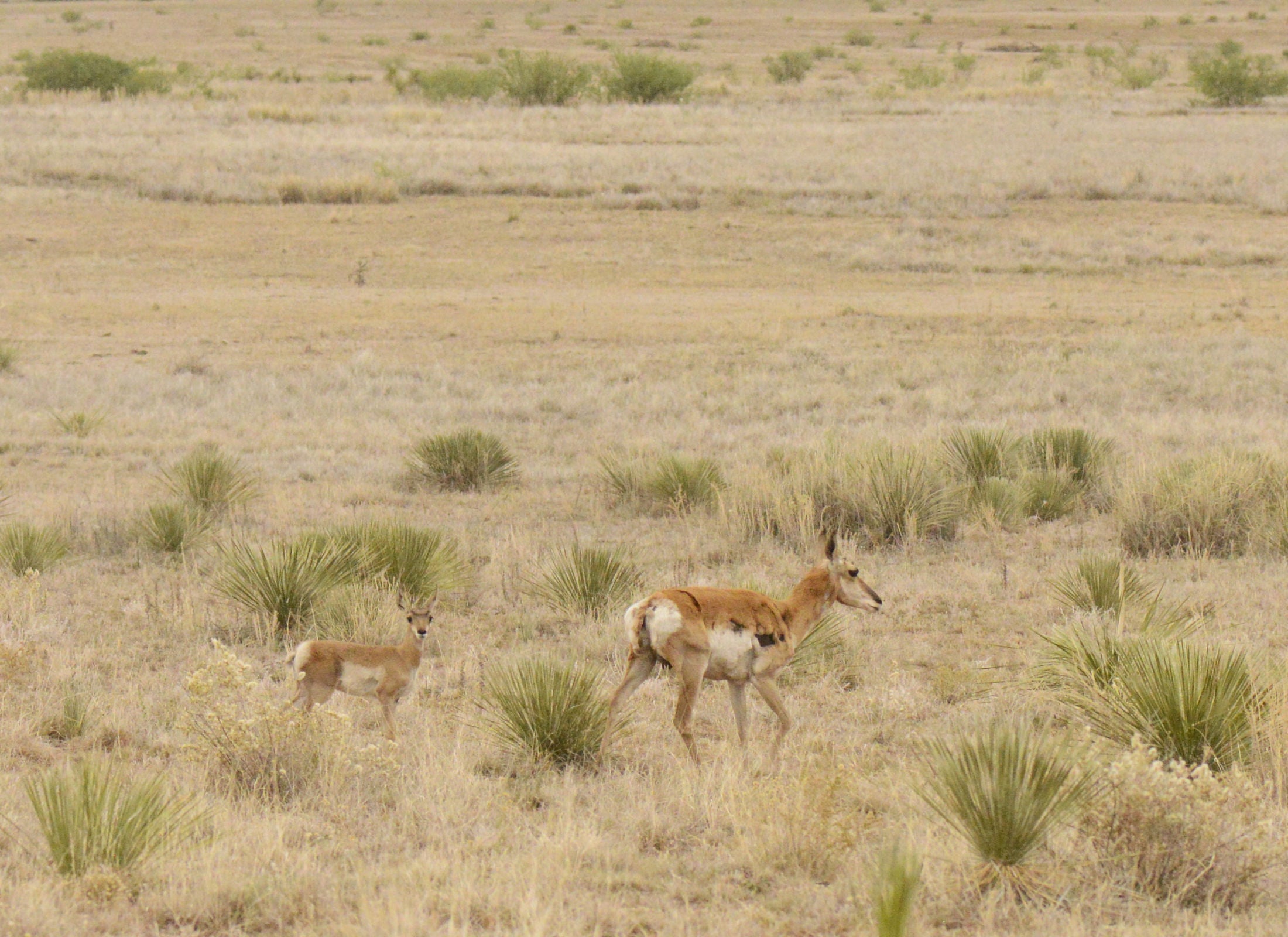 pronghorn & calf
