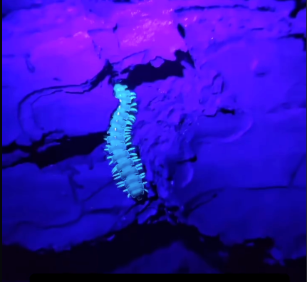 A glowing green millipede crawls on a glowing purple log