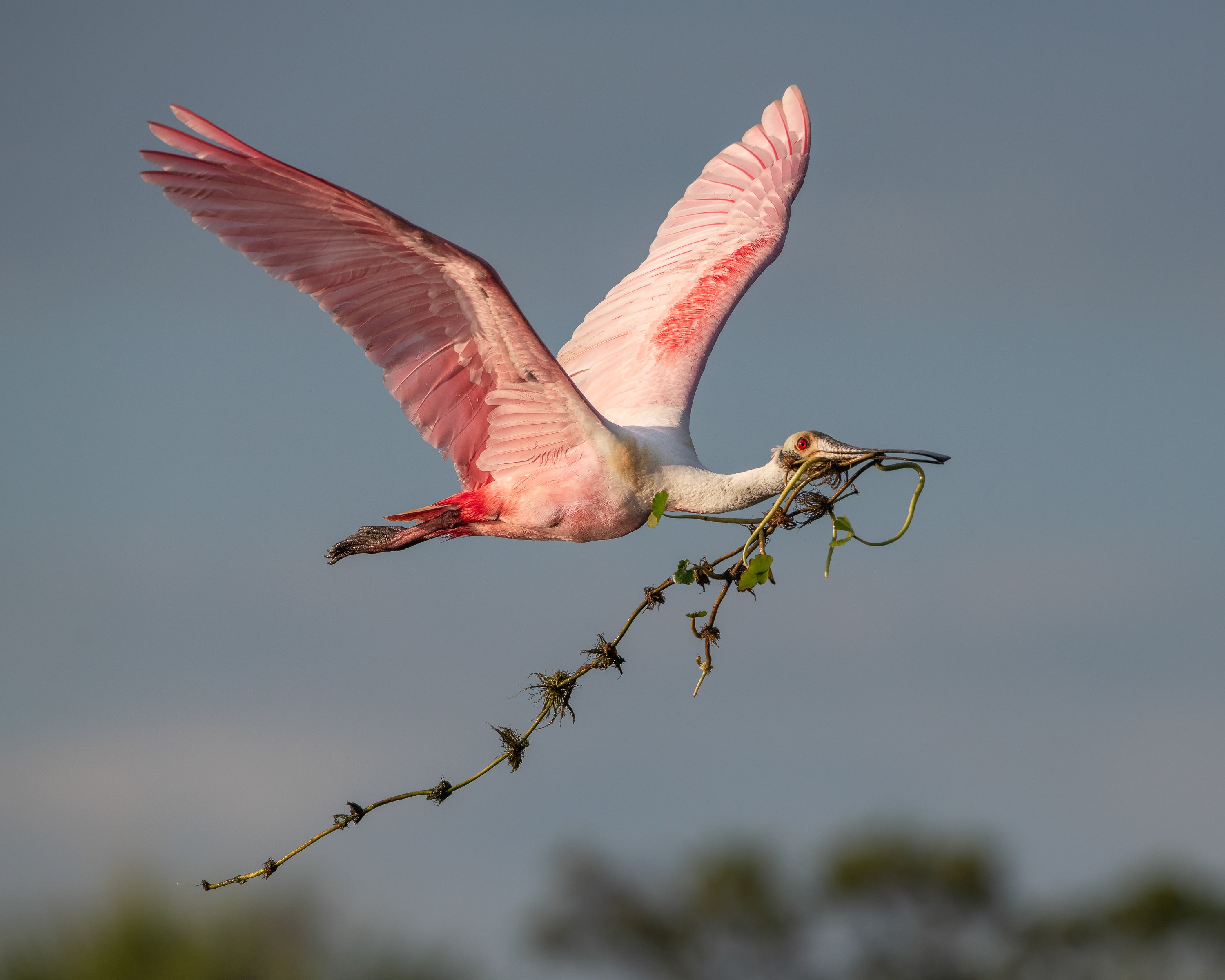 Roseate Spoonbill in flight, carrying nesting material
