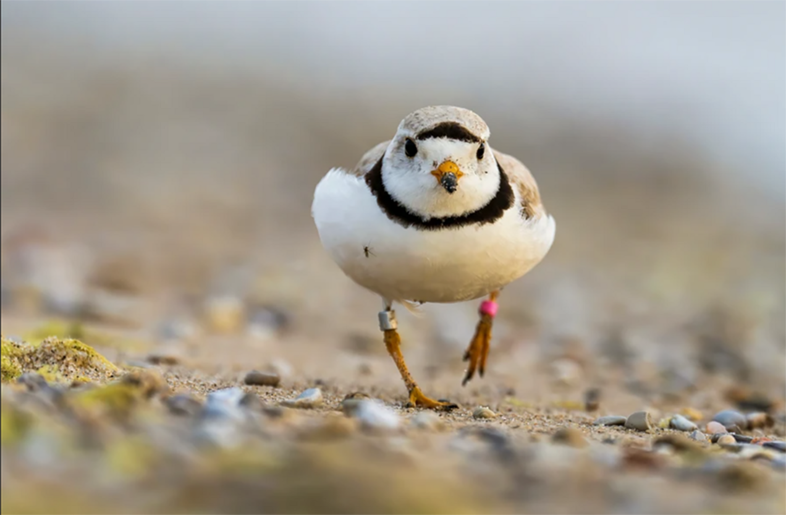 Small gray and white bird with a black collar walks along a rocky beach.