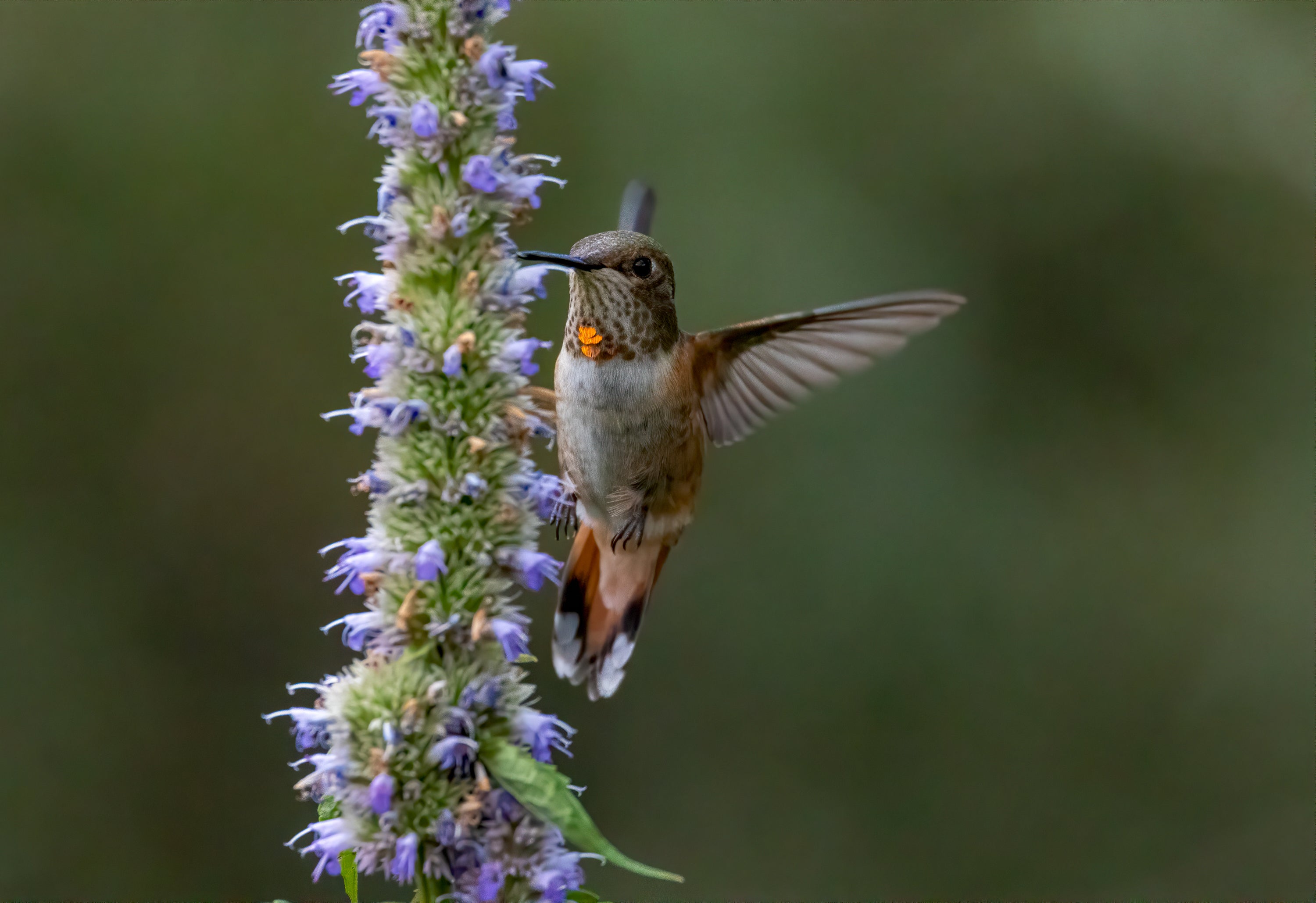 Rufous Hummingbird at flower