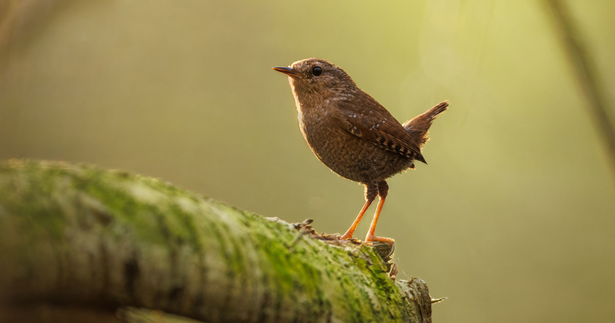 It’s Winter. So Where Are the Winter Wrens? It’s Winter. So Where Are the Winter Wrens?
