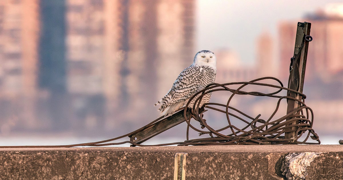 Got to An Unexpected Baby Boom Is Bringing Snowy Owls South This Winter article