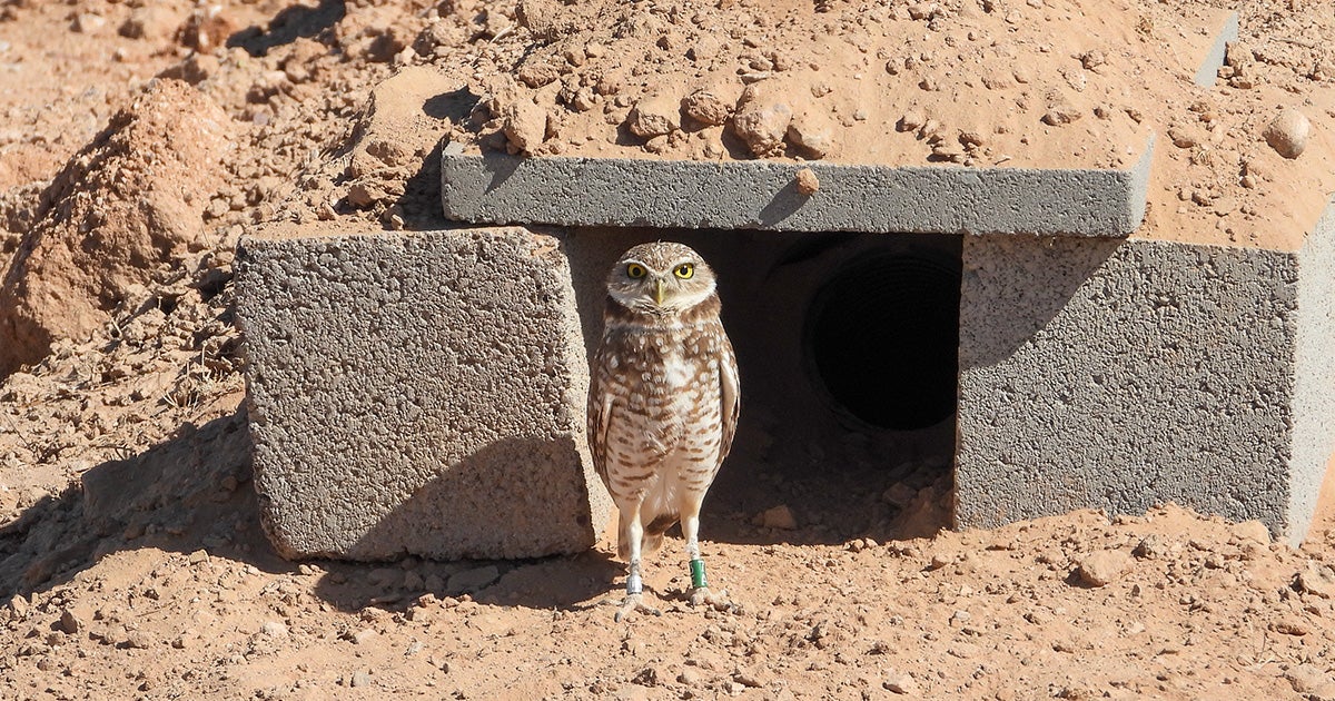 Got to How Burrowing Owls Found a Home on an Arizona Solar Farm article