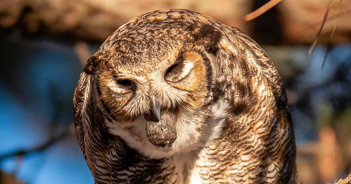 Buying Barf: How Owl Pellets Became a Classroom Hit and Thriving Industry Buying Barf: How Owl Pellets Became a Classroom Hit and Thriving Industry