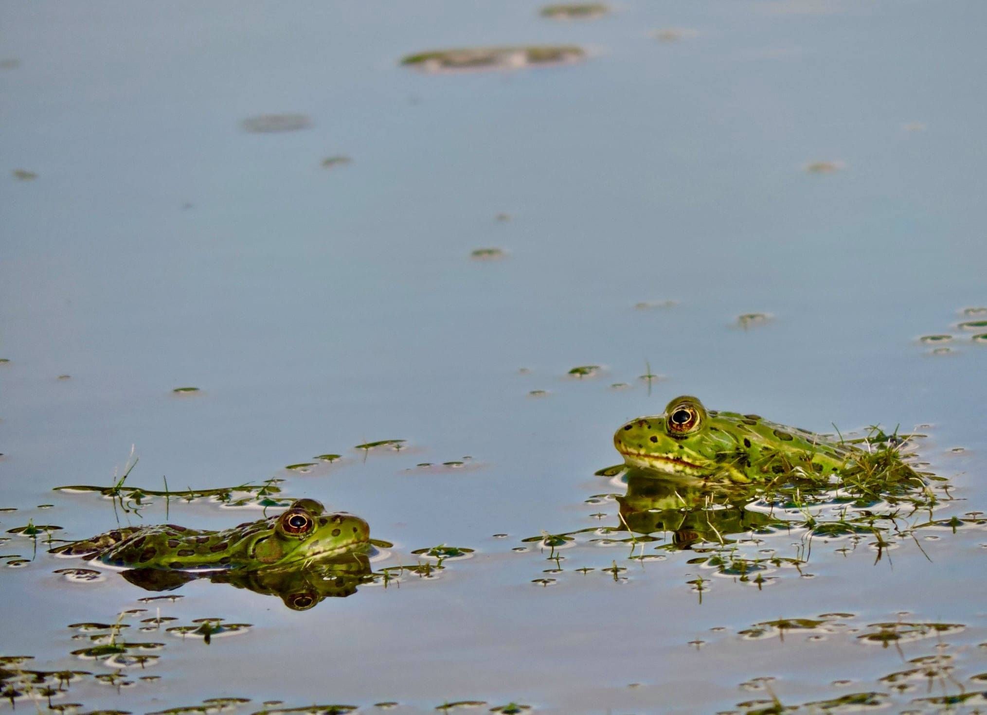 Chiricahua Leopard Frog