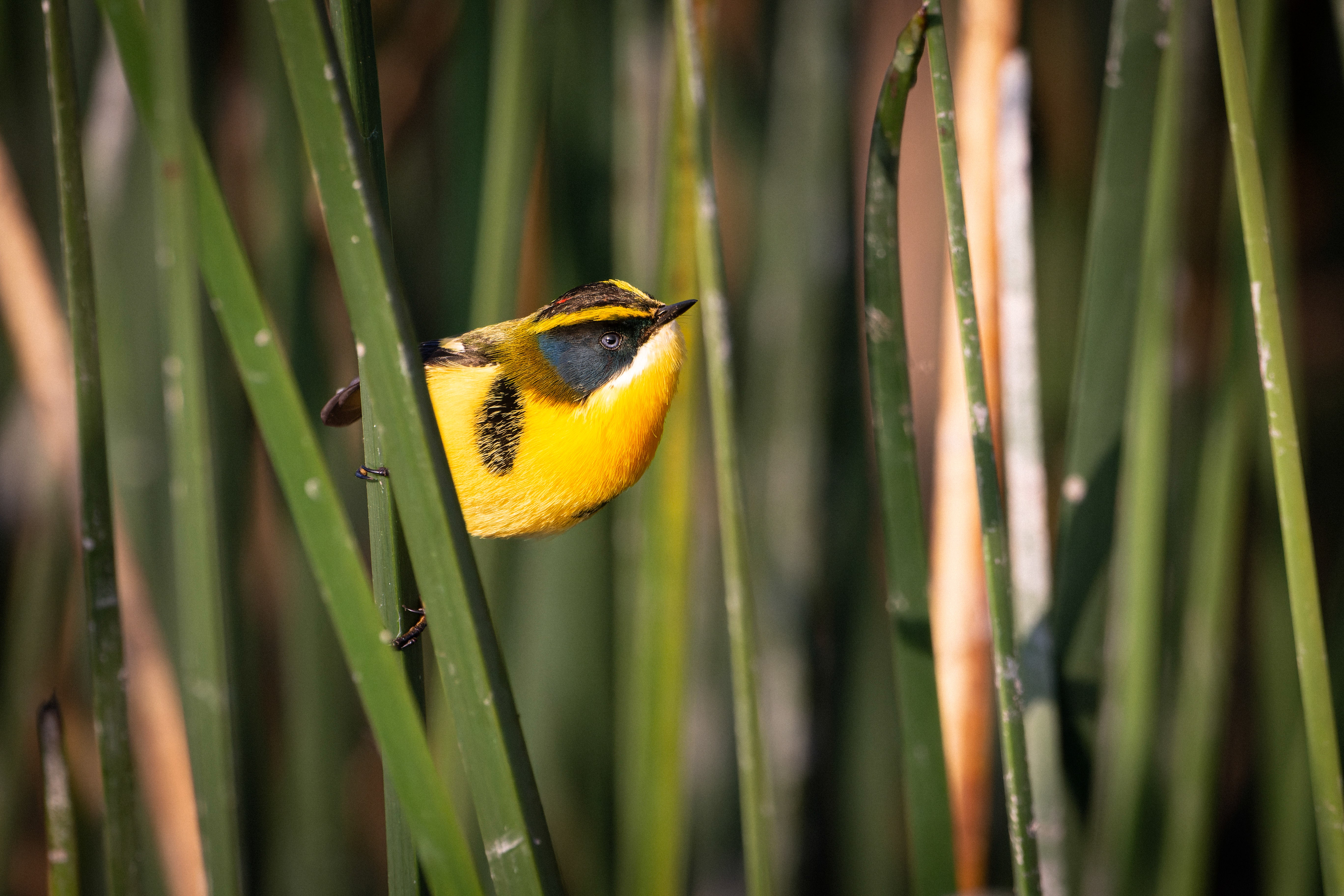 Una pequeña ave se aferra a una caña verde cerca del centro del cuadro, con el pico levantado. Su plumaje tiene tonos amarillos, negros, verdes, azules, blancos y una pequeña mancha roja en la parte superior de la cabeza.