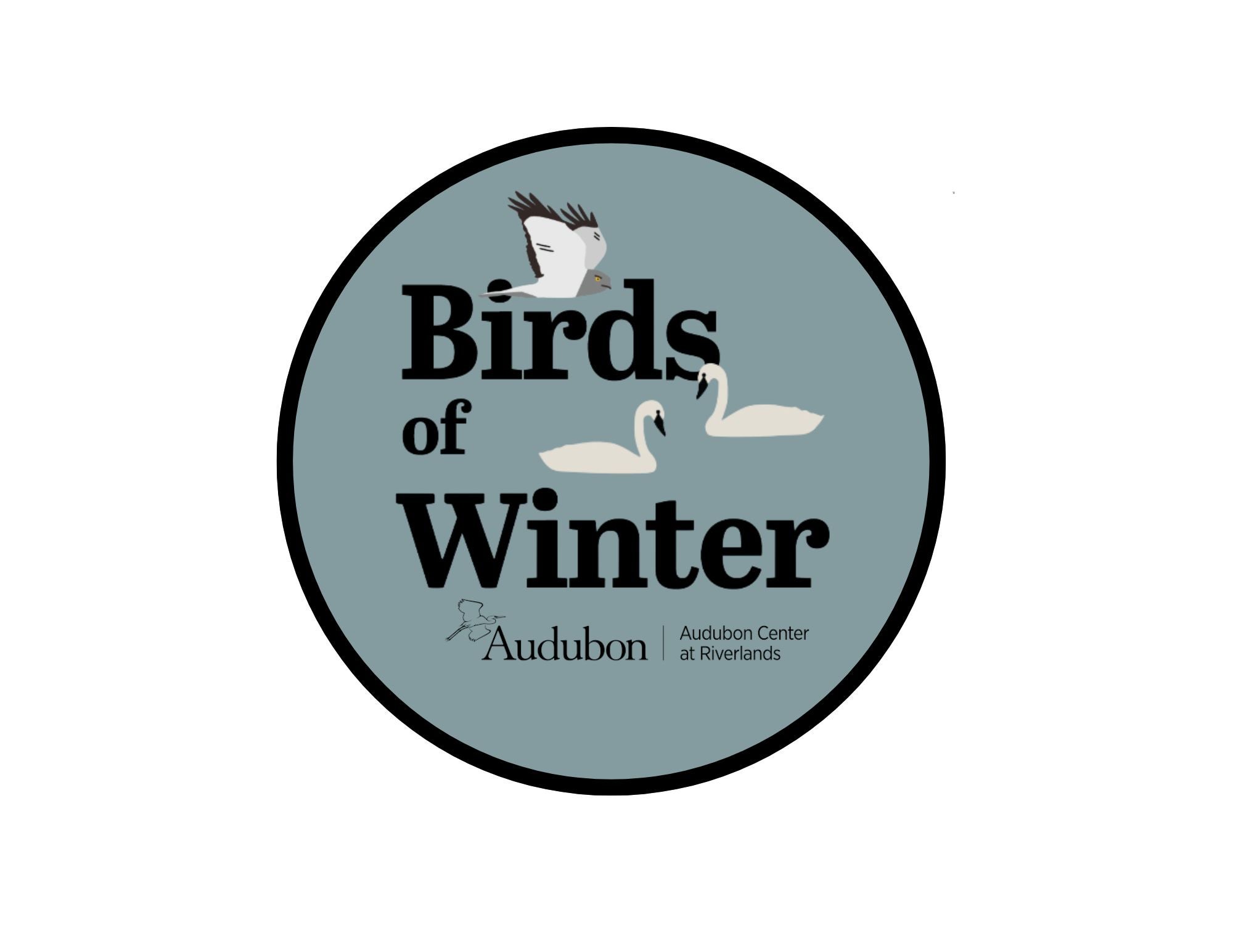Birds of winter
