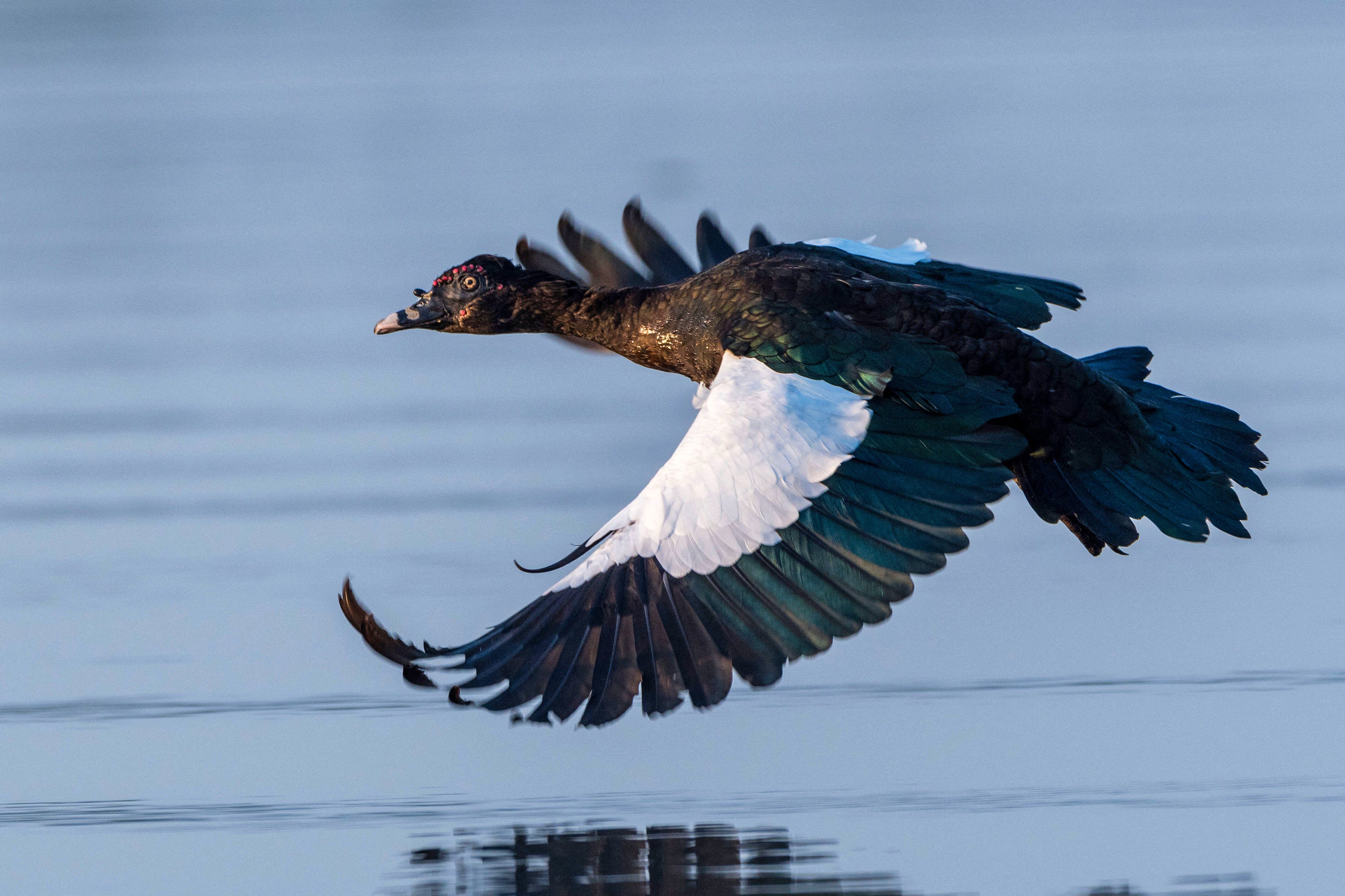 Got to What's the Difference Between Wild and Domestic Muscovy Ducks? article