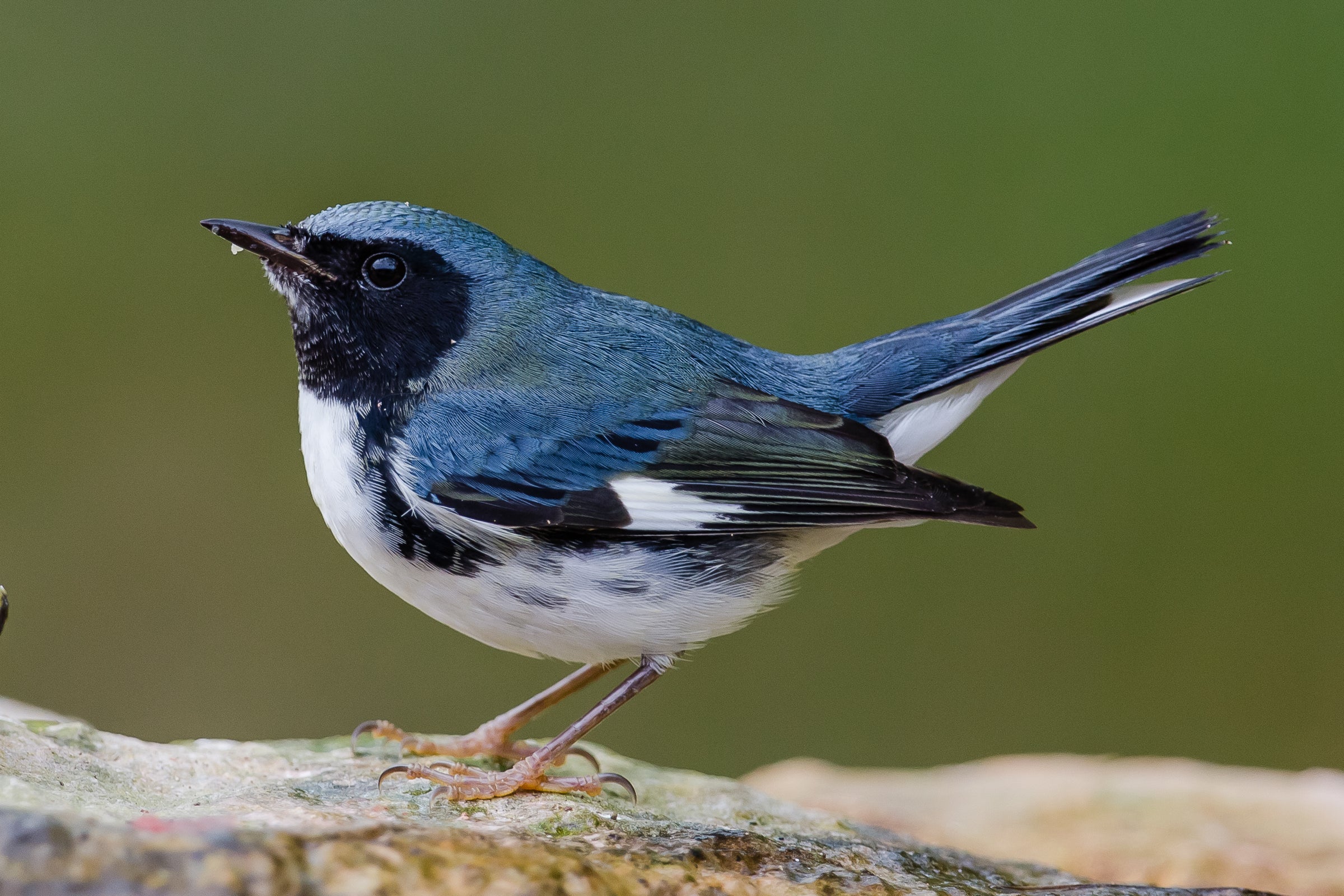 Bird-Friendly Maple in the Mid-Atlantic | Audubon