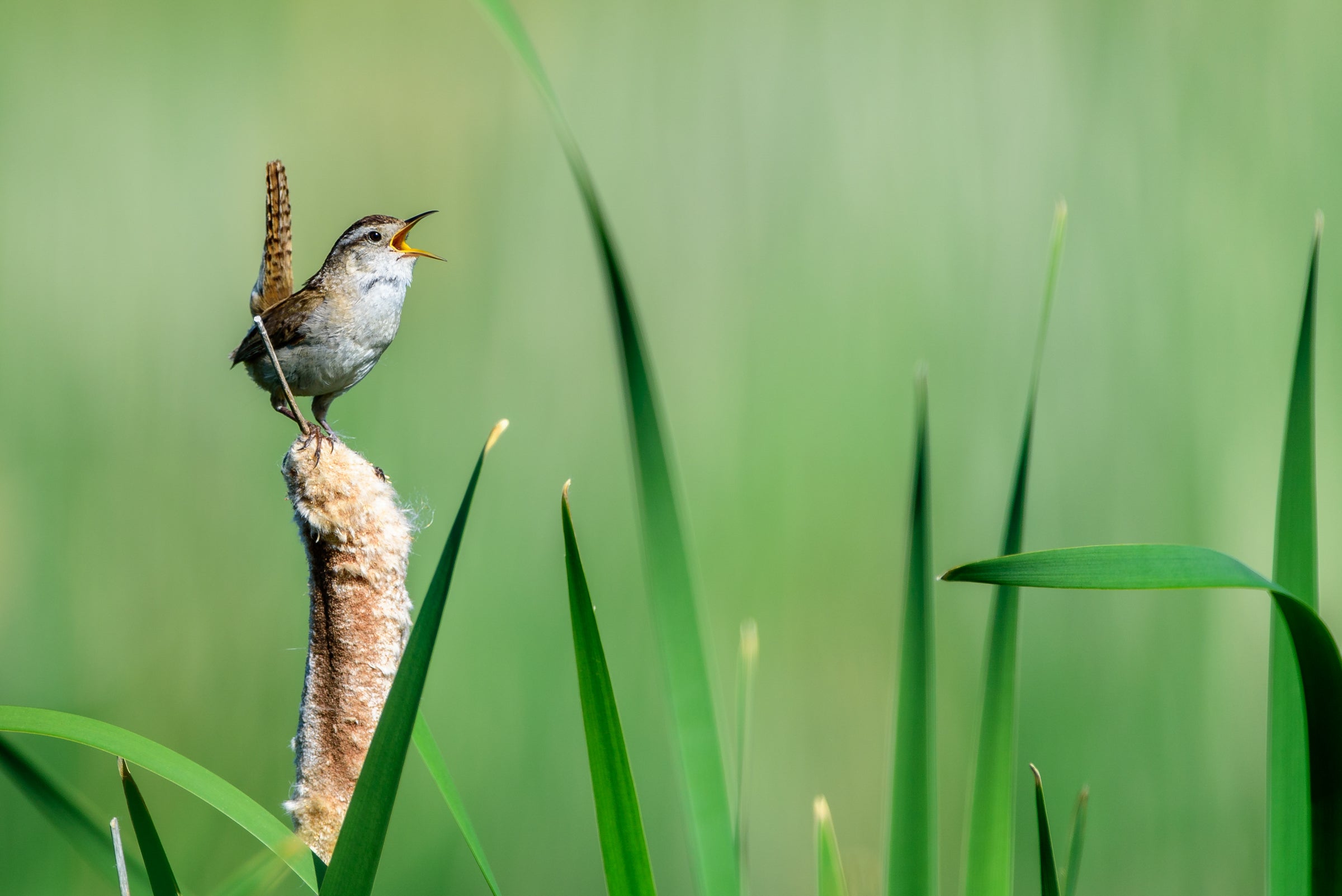 Marsh Wren singing in a wetland.