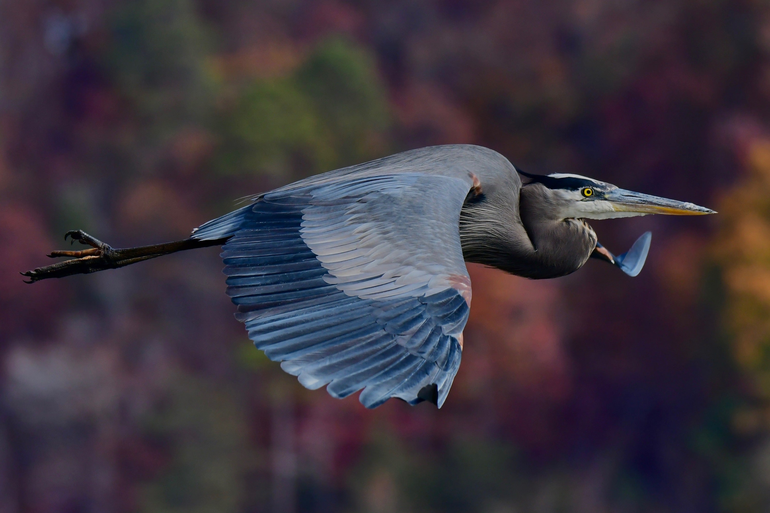 Great Blue Heron. Photo: Christopher Grau/Audubon Photography Awards