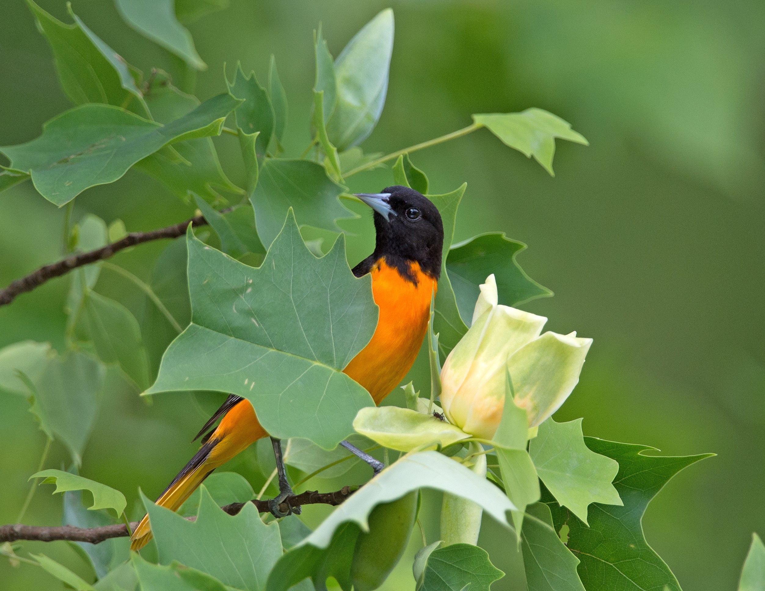 A Baltimore Oriole perched in a tree peeks out from behind a leaf.
