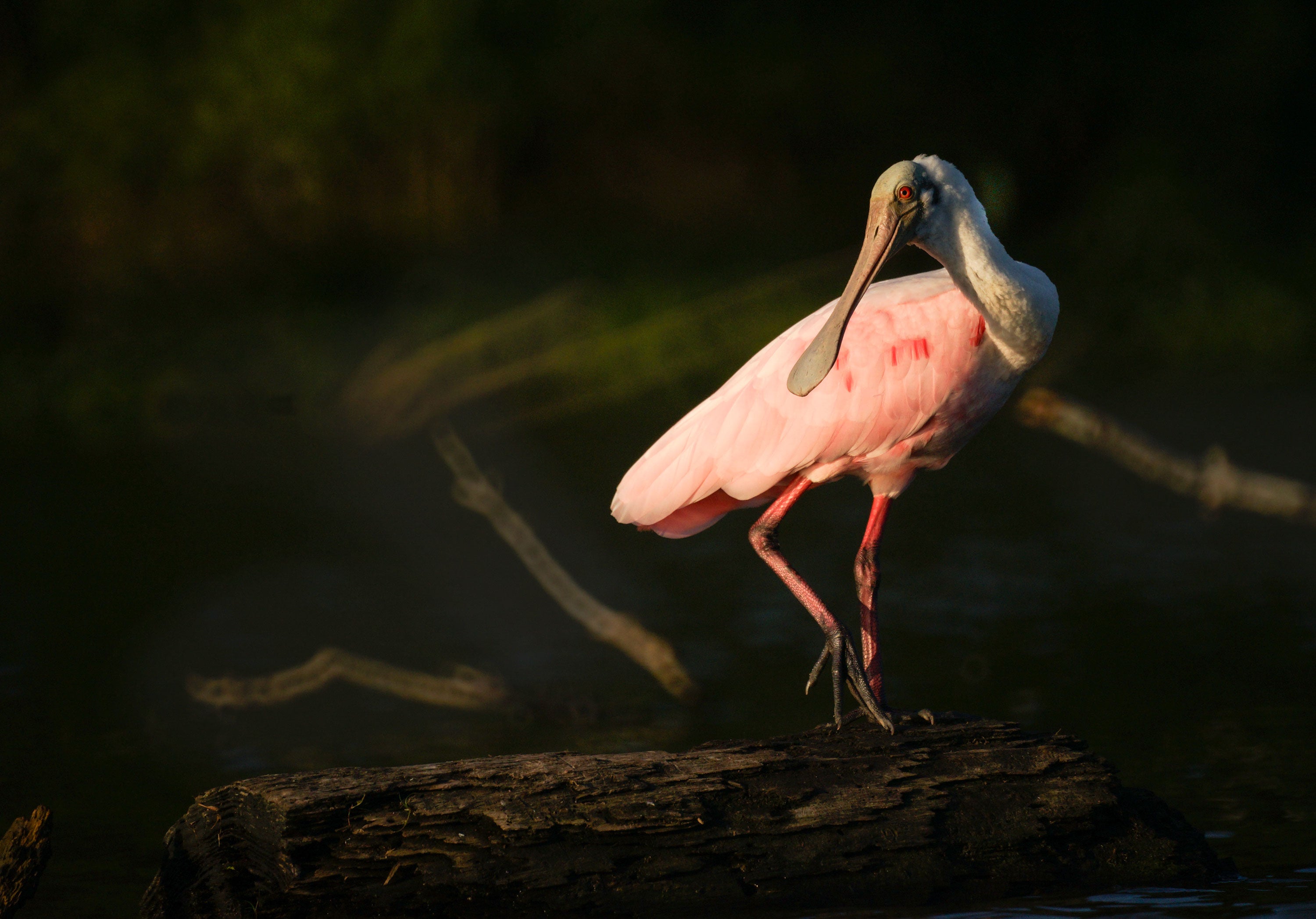 A Roseate Spoonbill standing on a branch.