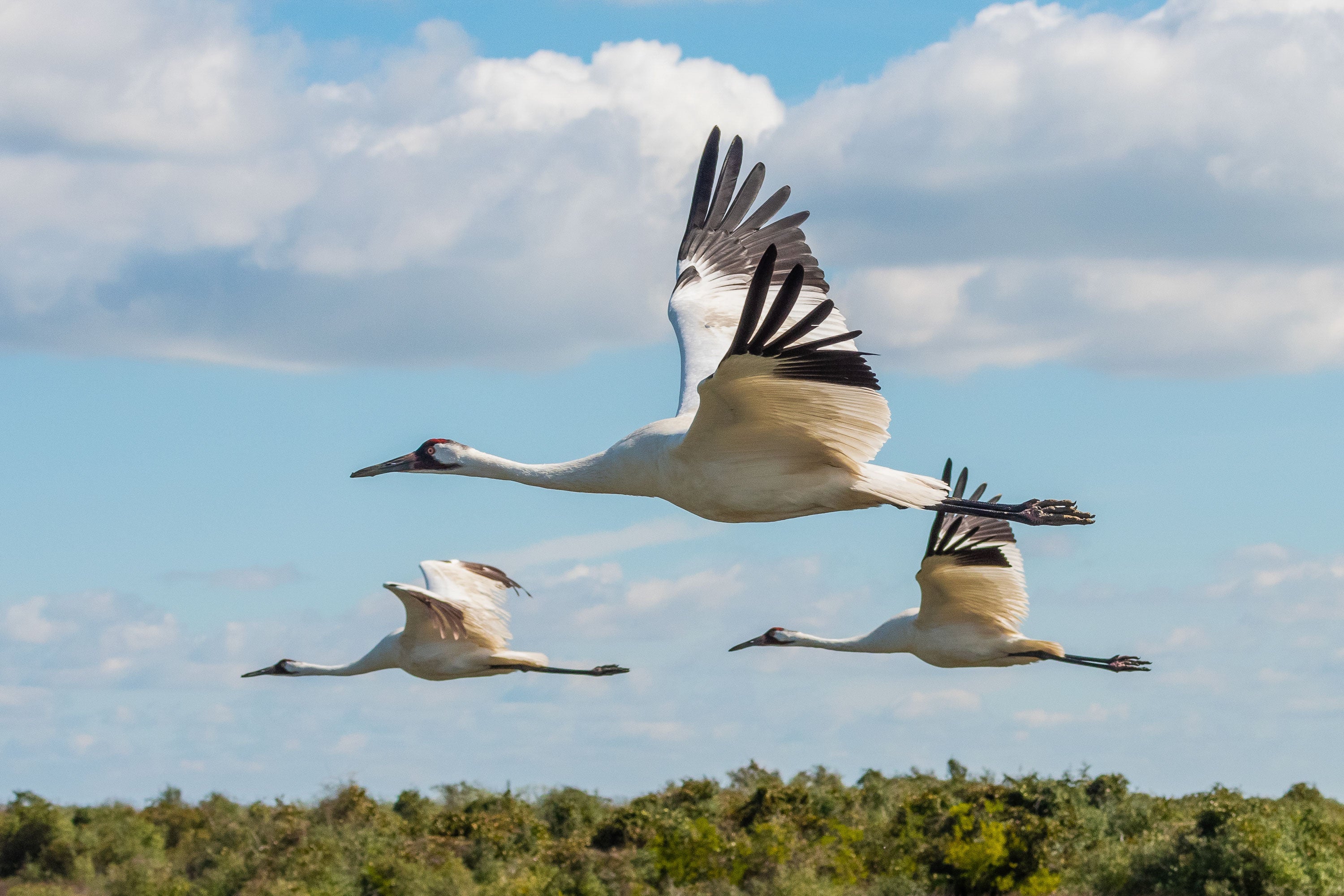 Three Whooping Cranes fly through the air.