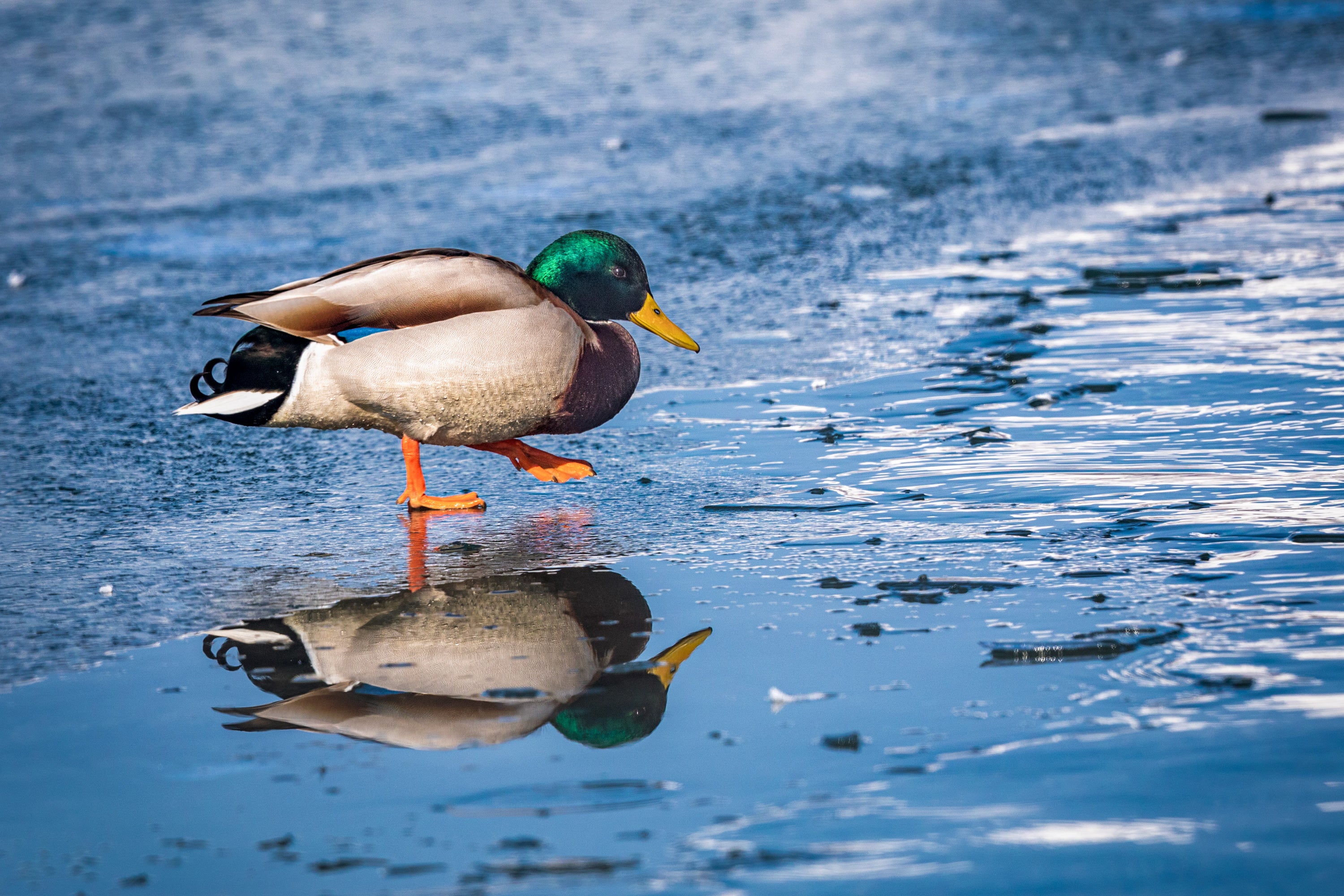 A Mallard walks along the frozen surface of icy water.