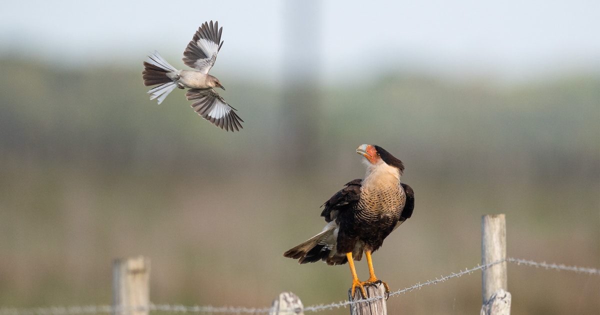 What Type of Bird Is That? What Type of Bird Is That?