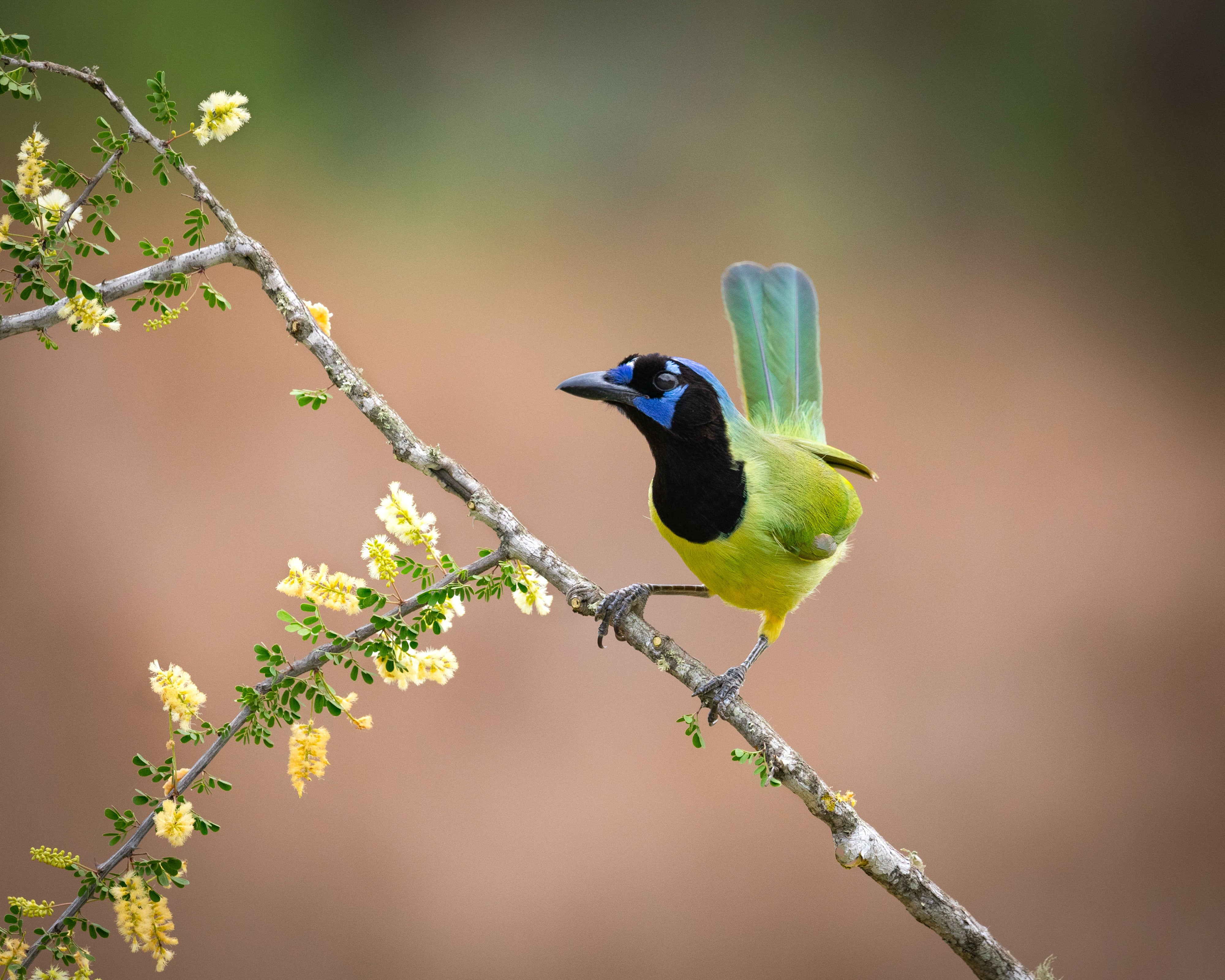 A Green Jay perched on a flowering branch.