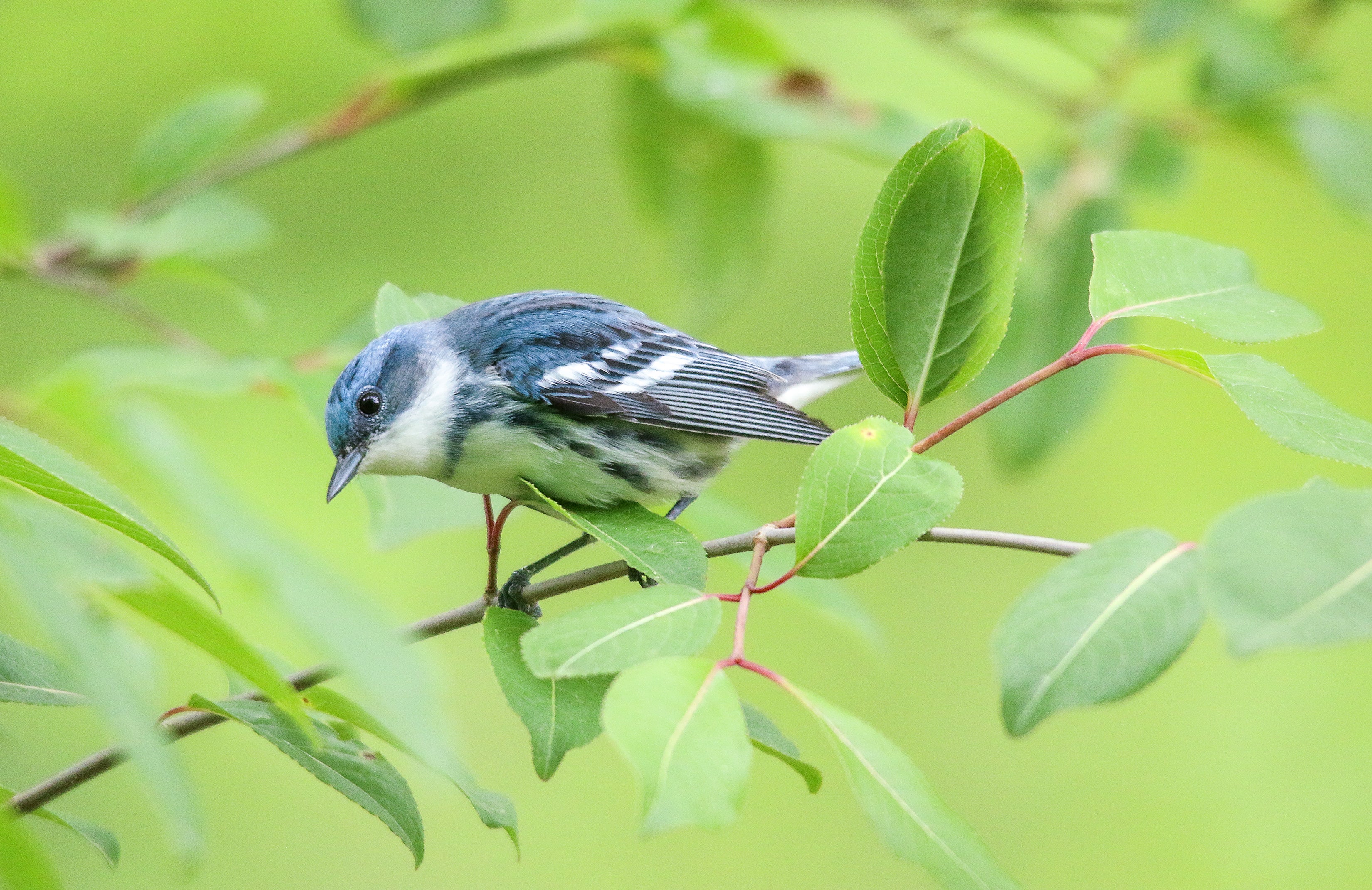 A Cerulean Warbler perches on a leafy green branch.