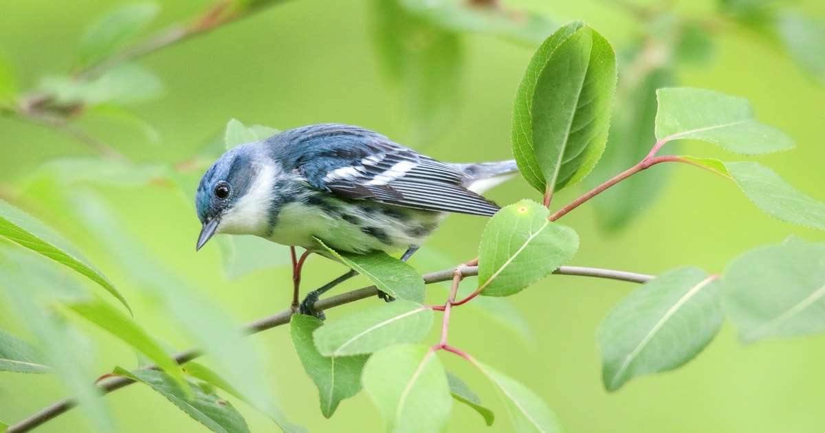 National Bird Day: A New Year’s Flight Path for Birds and People National Bird Day: A New Year’s Flight Path for Birds and People