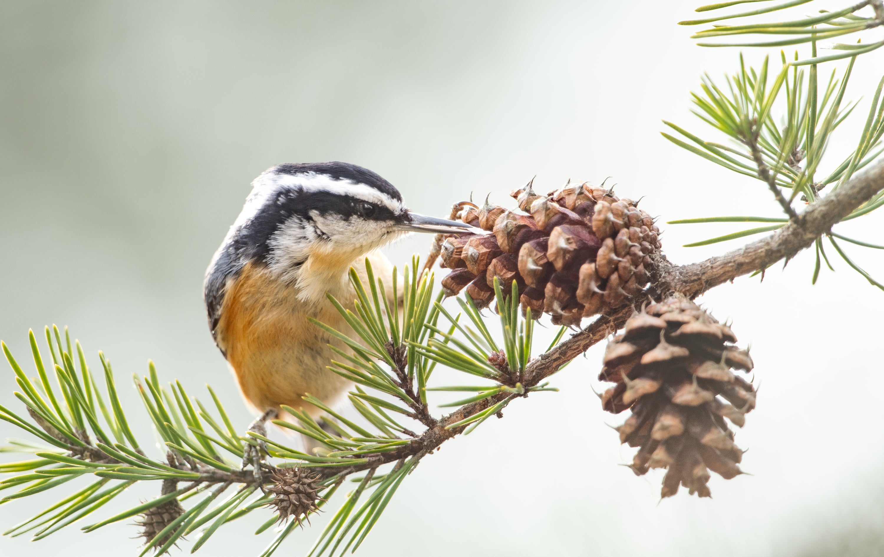 A Red-breasted Nuthatch perched on a branch, pecking at a pine cone.