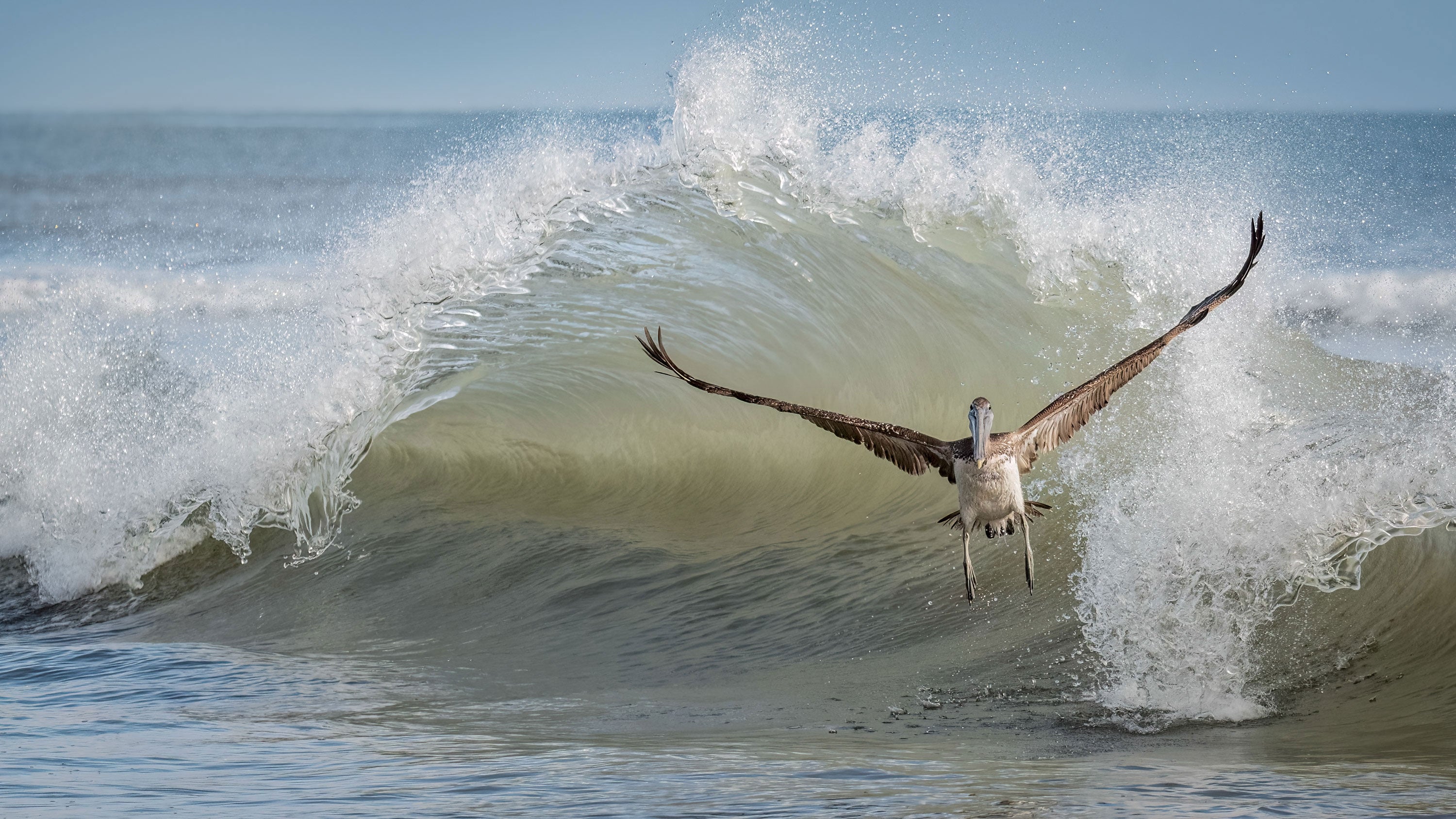 A Brown Pelican flies in front of a wave.
