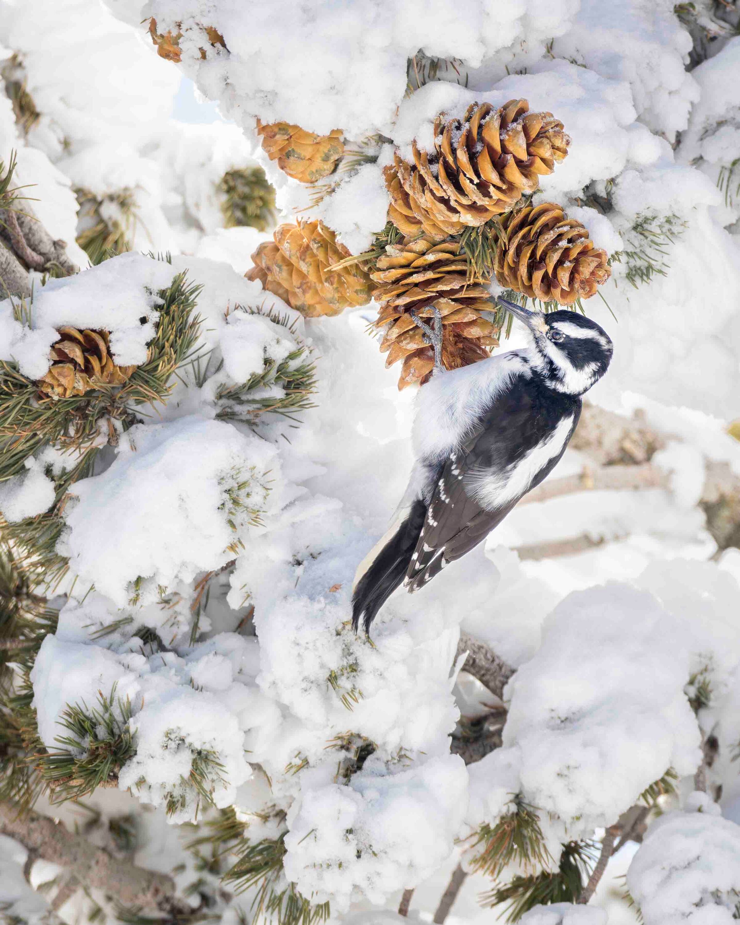 Hairy Woodpecker in the snow.
