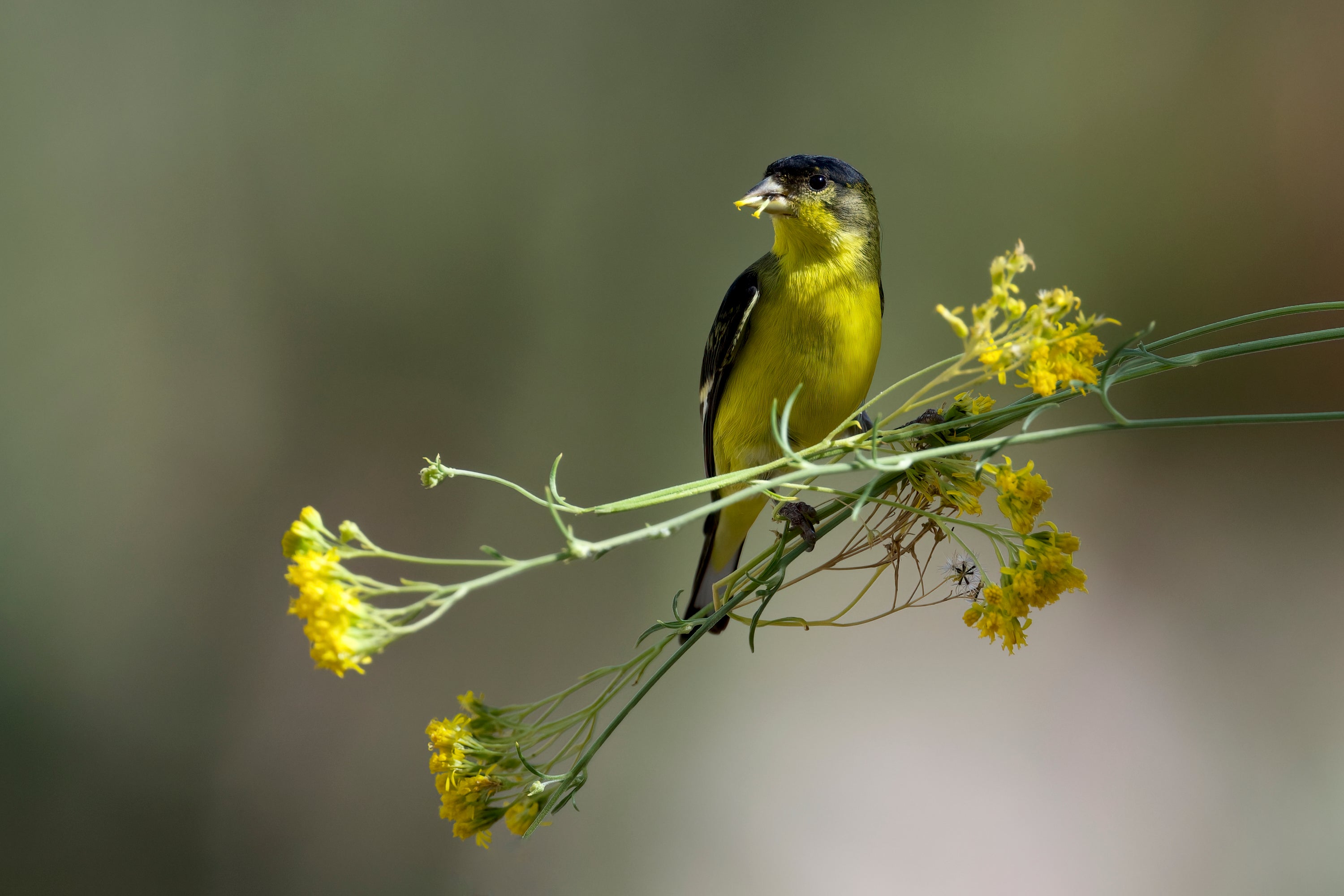 Lesser Goldfinch