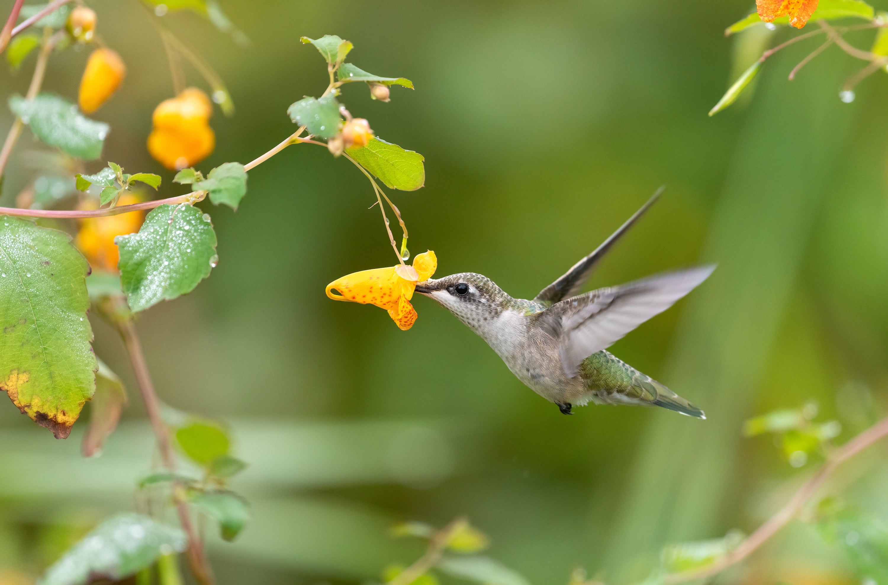 Ruby-throated Hummingbird