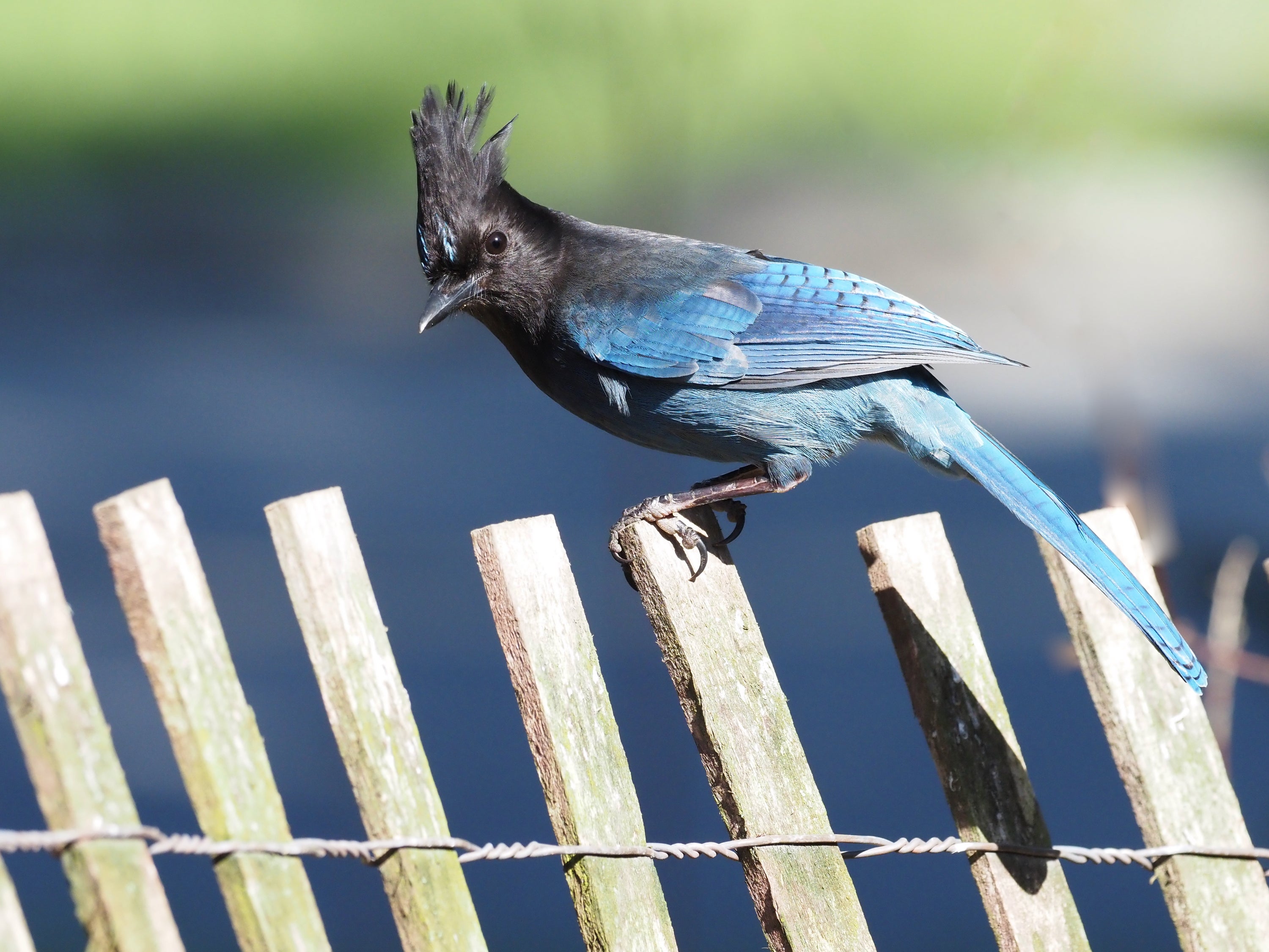 Blue bird with black head and crest stands on a wooden fence post.