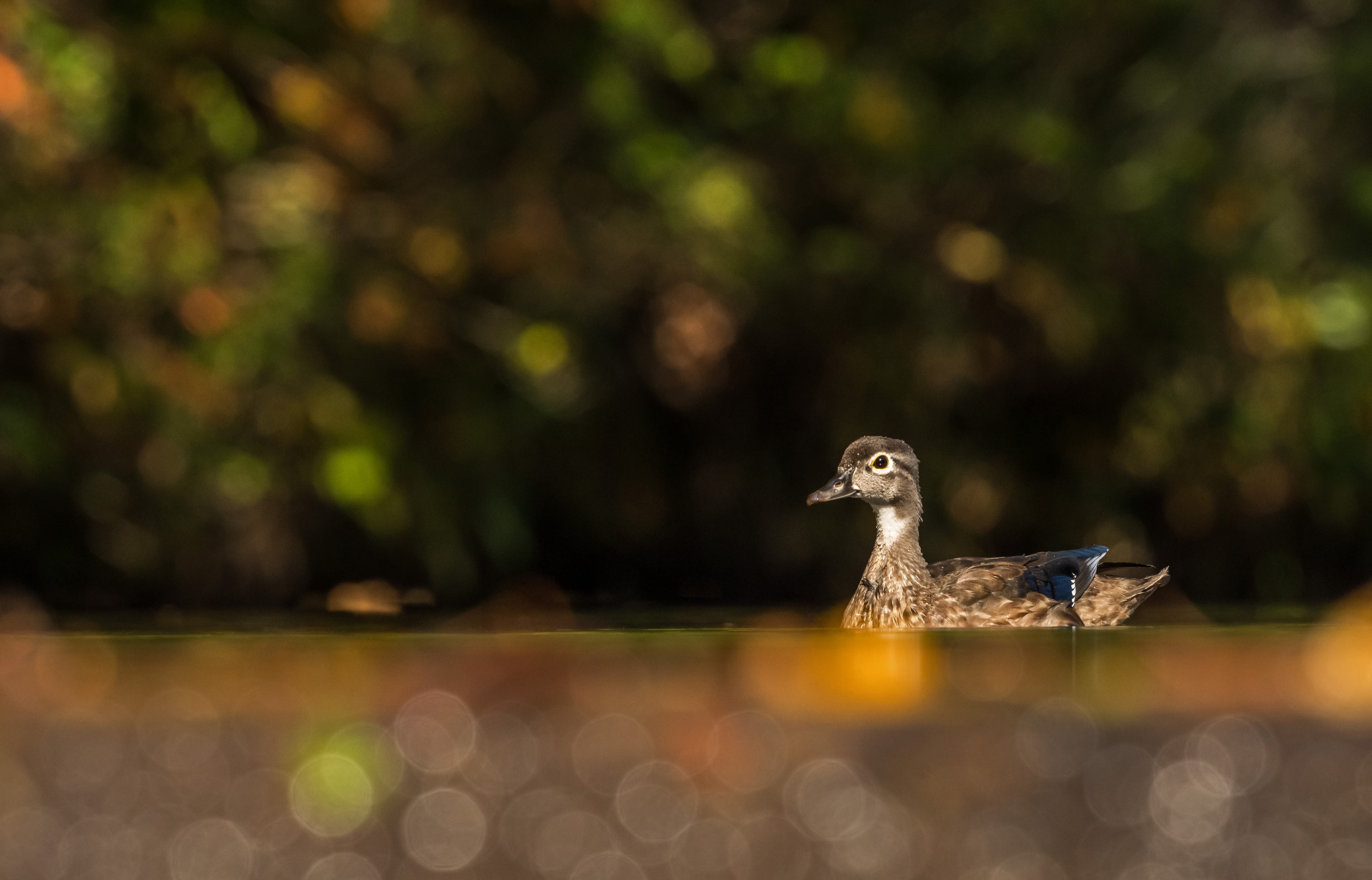 Wood Duck