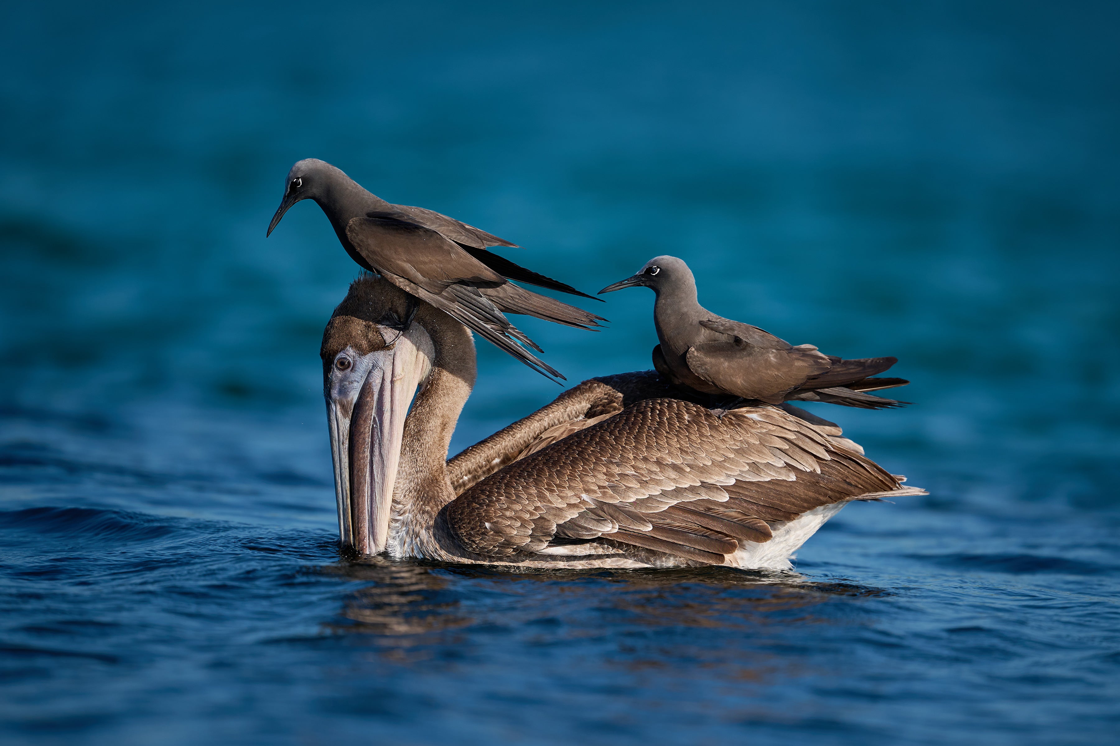 Got to Our Favorite Fascinating Bird Behaviors From the 2025 Audubon Photography Awards article