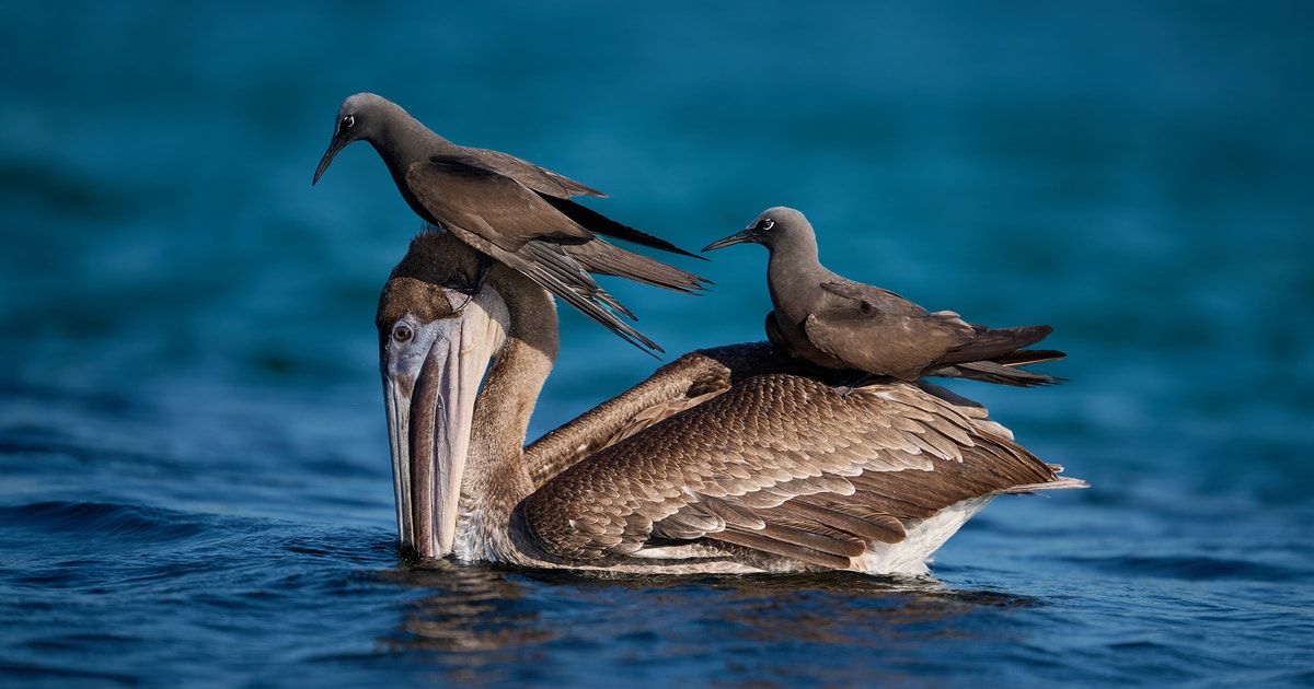 Our Favorite Fascinating Bird Behaviors From the 2025 Audubon Photo Awards Our Favorite Fascinating Bird Behaviors From the 2025 Audubon Photo Awards