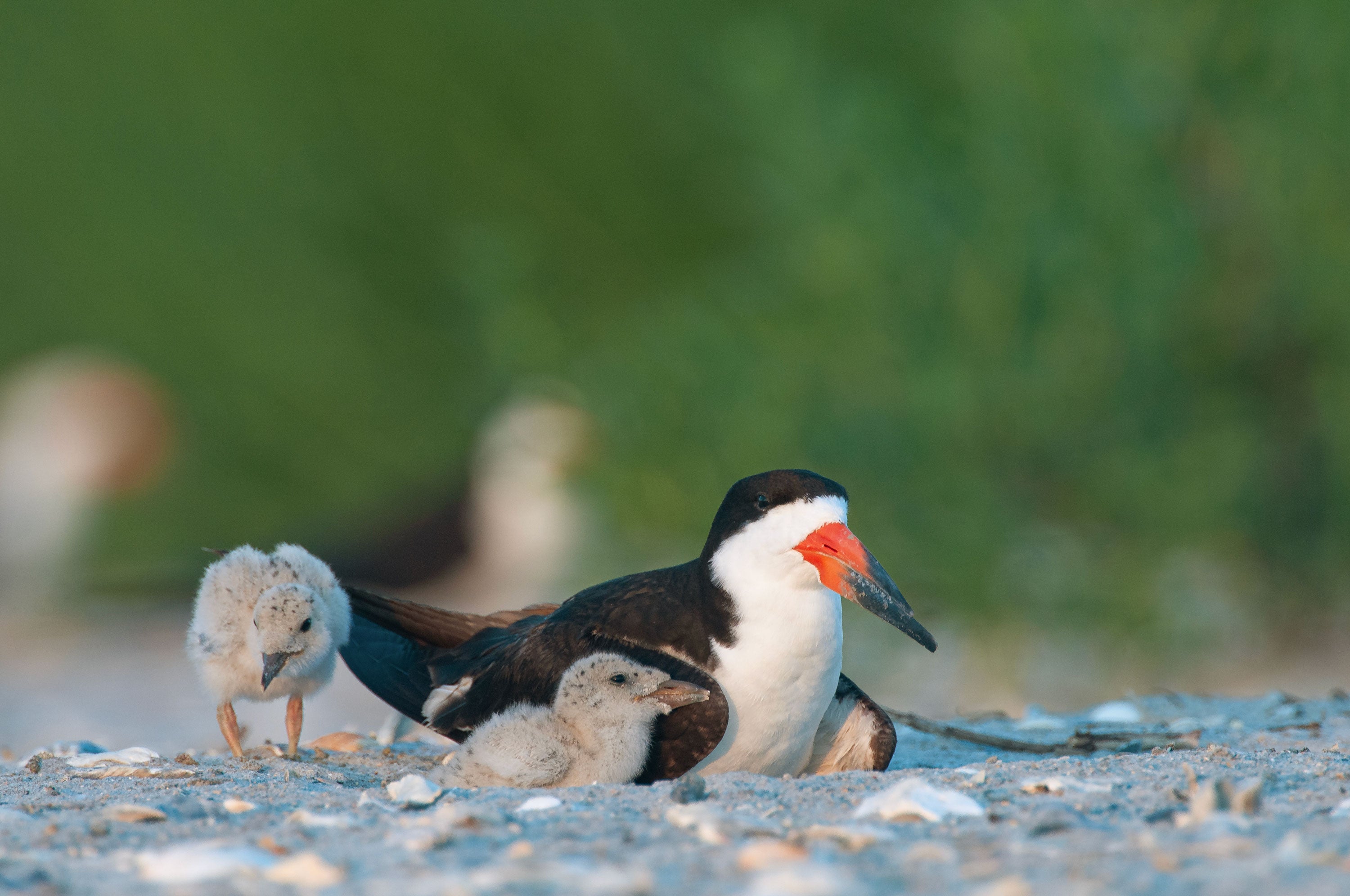 A Black Tern adult and two chicks on a beach.