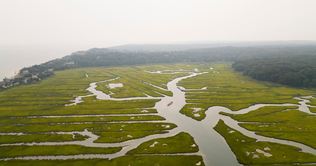 This marsh has become a crab superhighway This marsh has become a crab superhighway