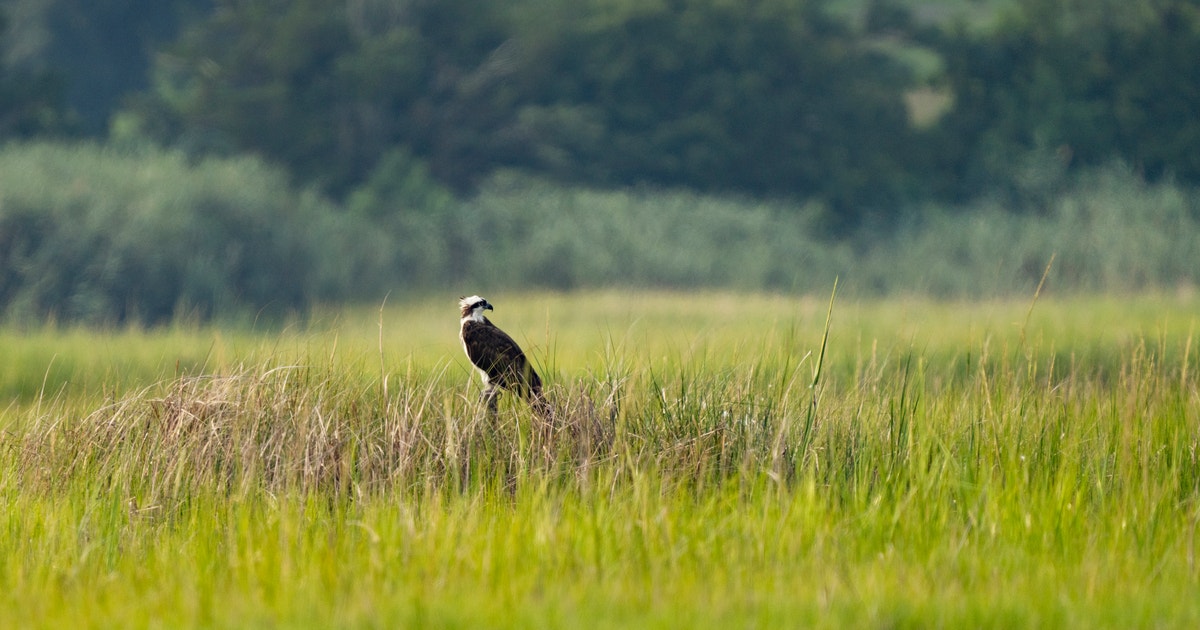 National Grant will Fund Audubon’s Marsh Restoration Project in Currituck Sound National Grant will Fund Audubon’s Marsh Restoration Project in Currituck Sound