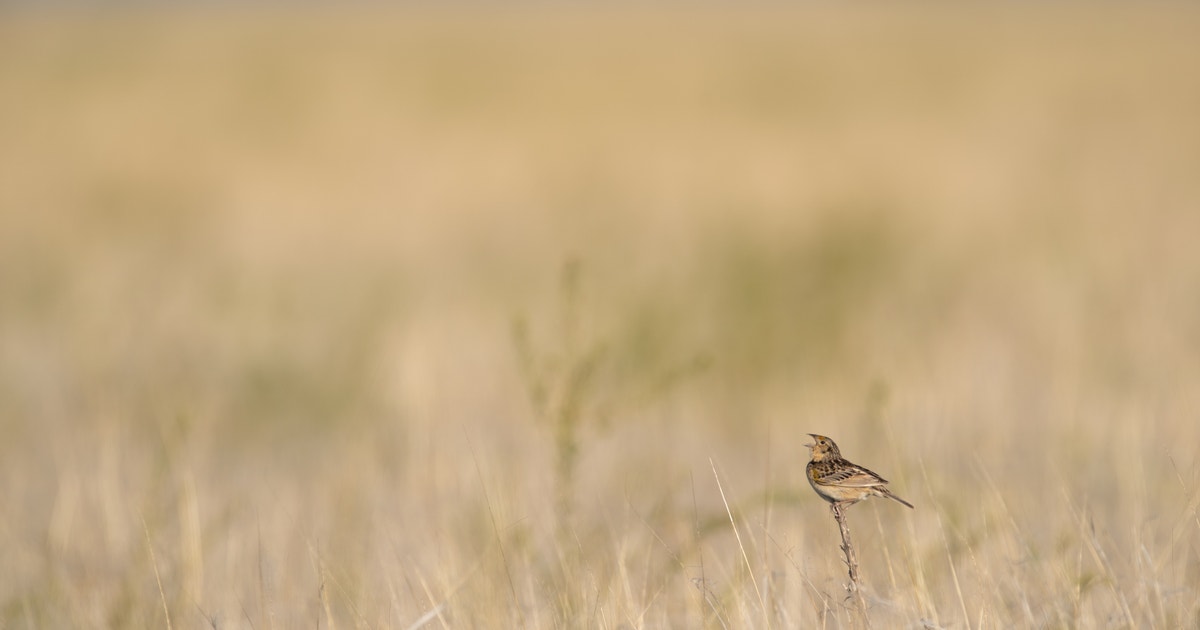 Partner Spotlight: Burgundy Pasture Beef and ROAM Ranch Partner Spotlight: Burgundy Pasture Beef and ROAM Ranch