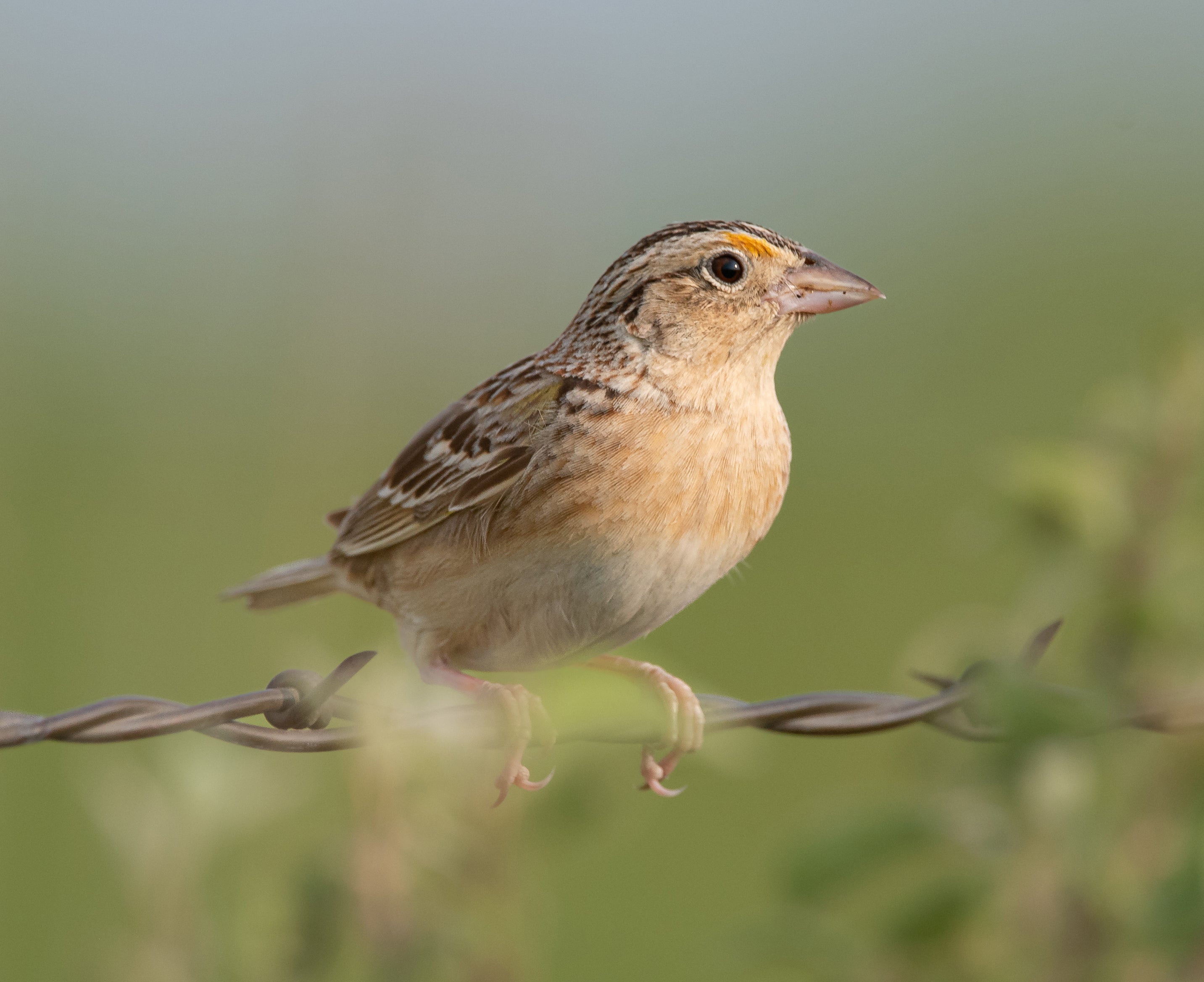light orange and brown bird perches on some barbed wire