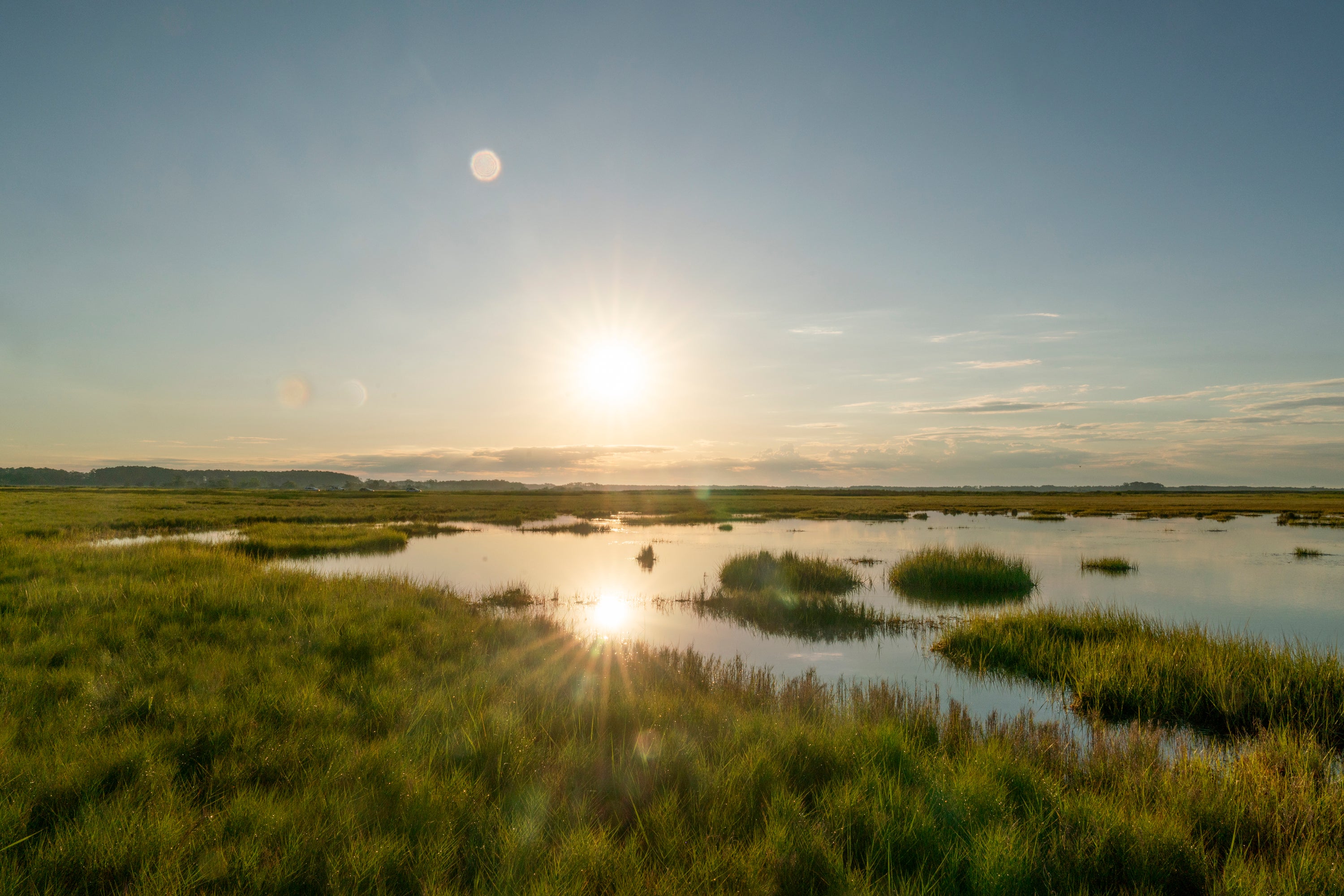 Saltmarshes in the Irish Grove Sanctuary, Somerset County, Maryland