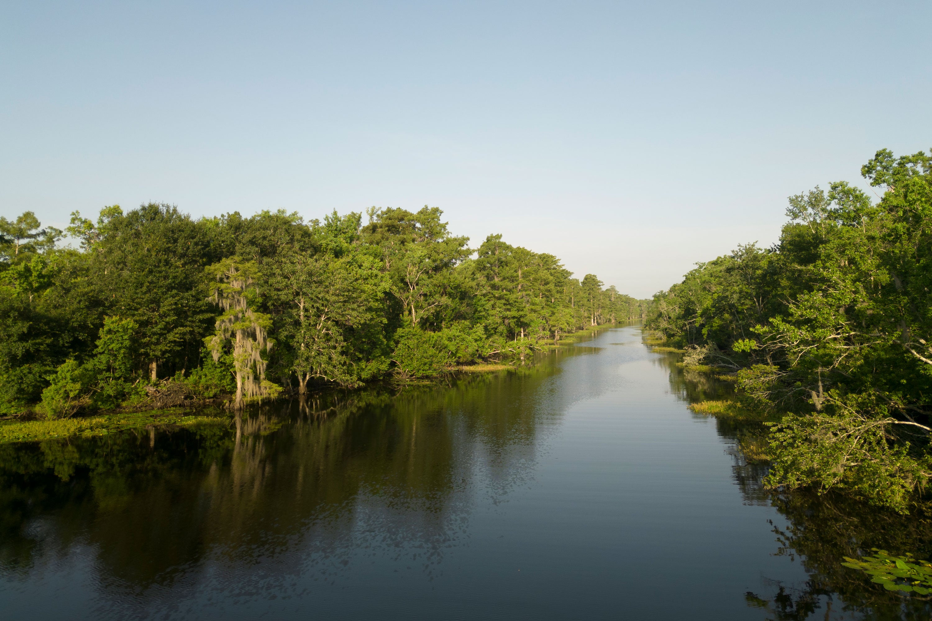 A river flows through a swamp.