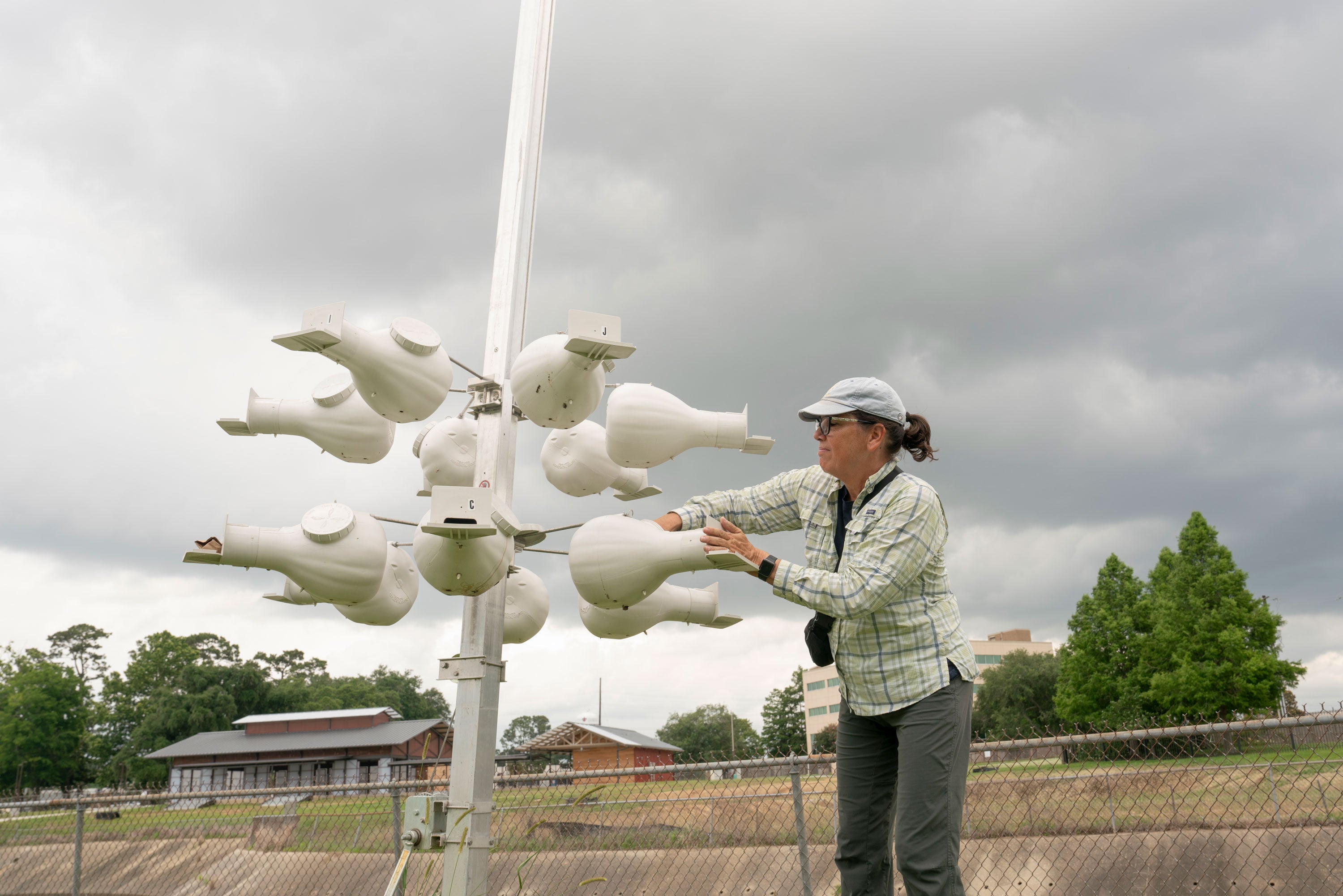 A person checks Purple Martin nest boxes.