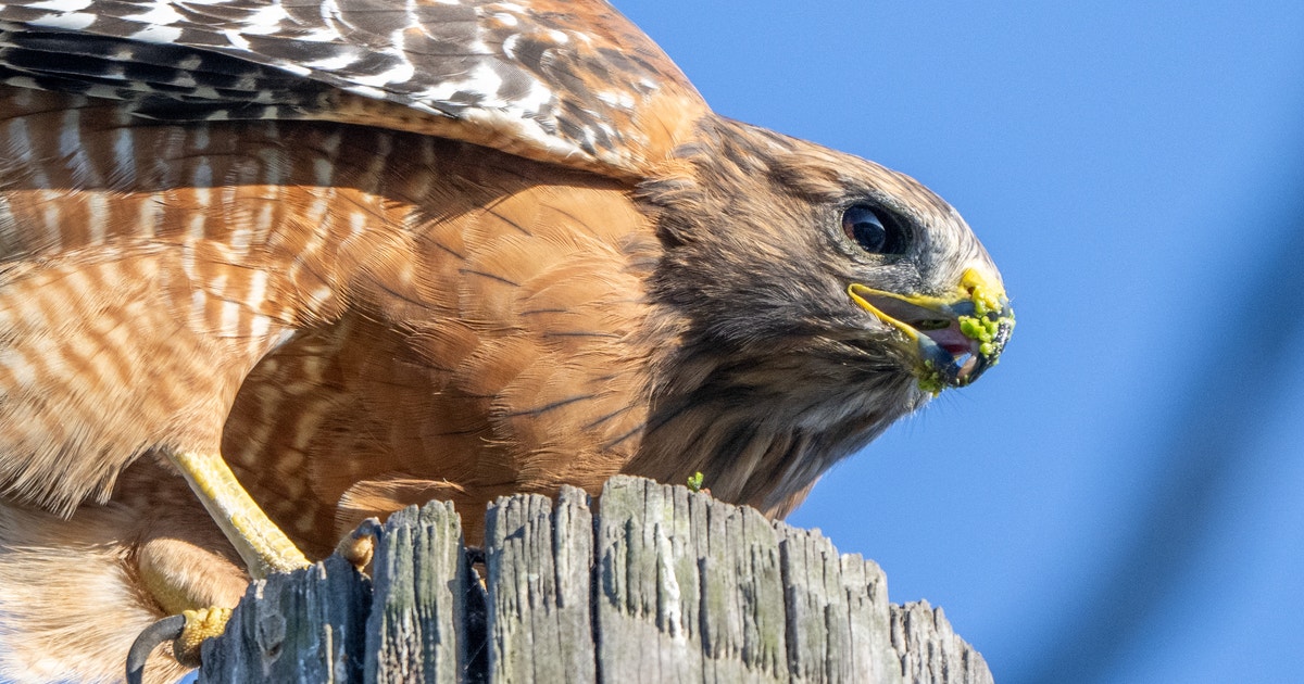 Red-shouldered Hawks With a Taste for Avocado Join a Growing List of Fruit-Eating Raptors