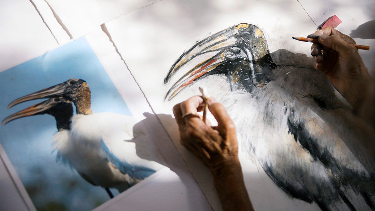 Close-up of hands working on a sketch of two Wood Storks next to a reference photo of the birds.